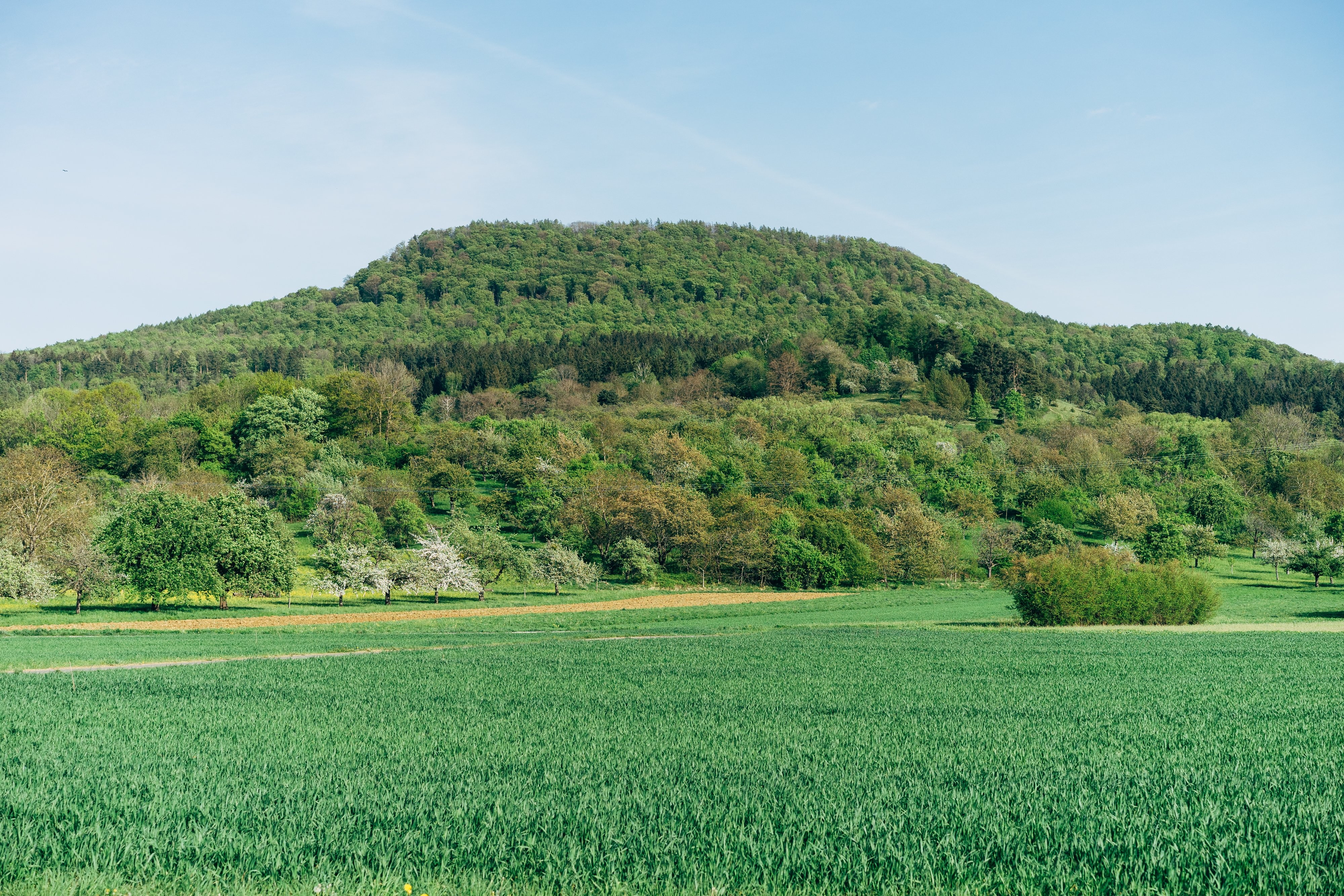 Foto di paesaggio di foresta di montagna 