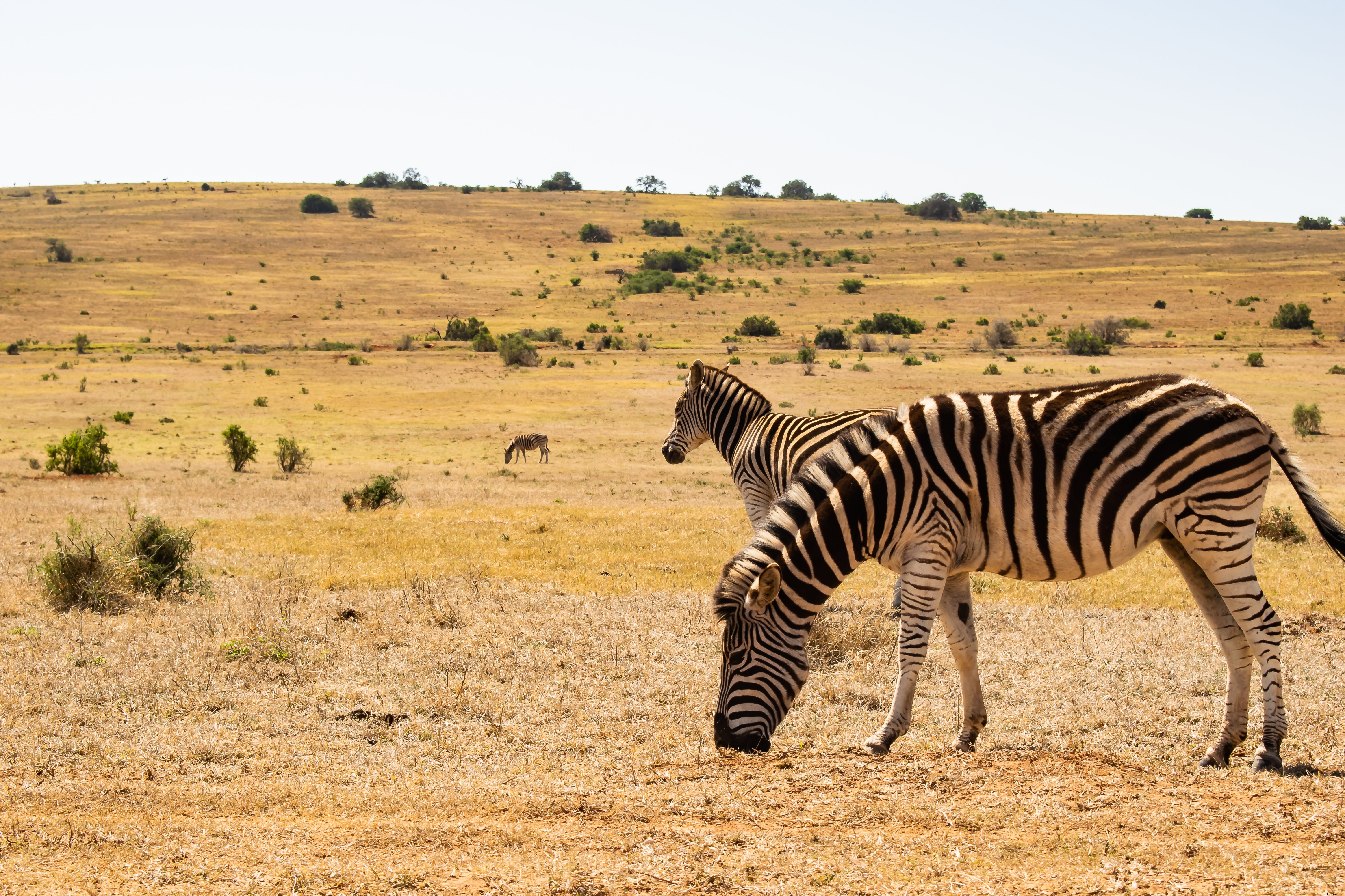 Foto de Zebras pastando juntas no deserto 