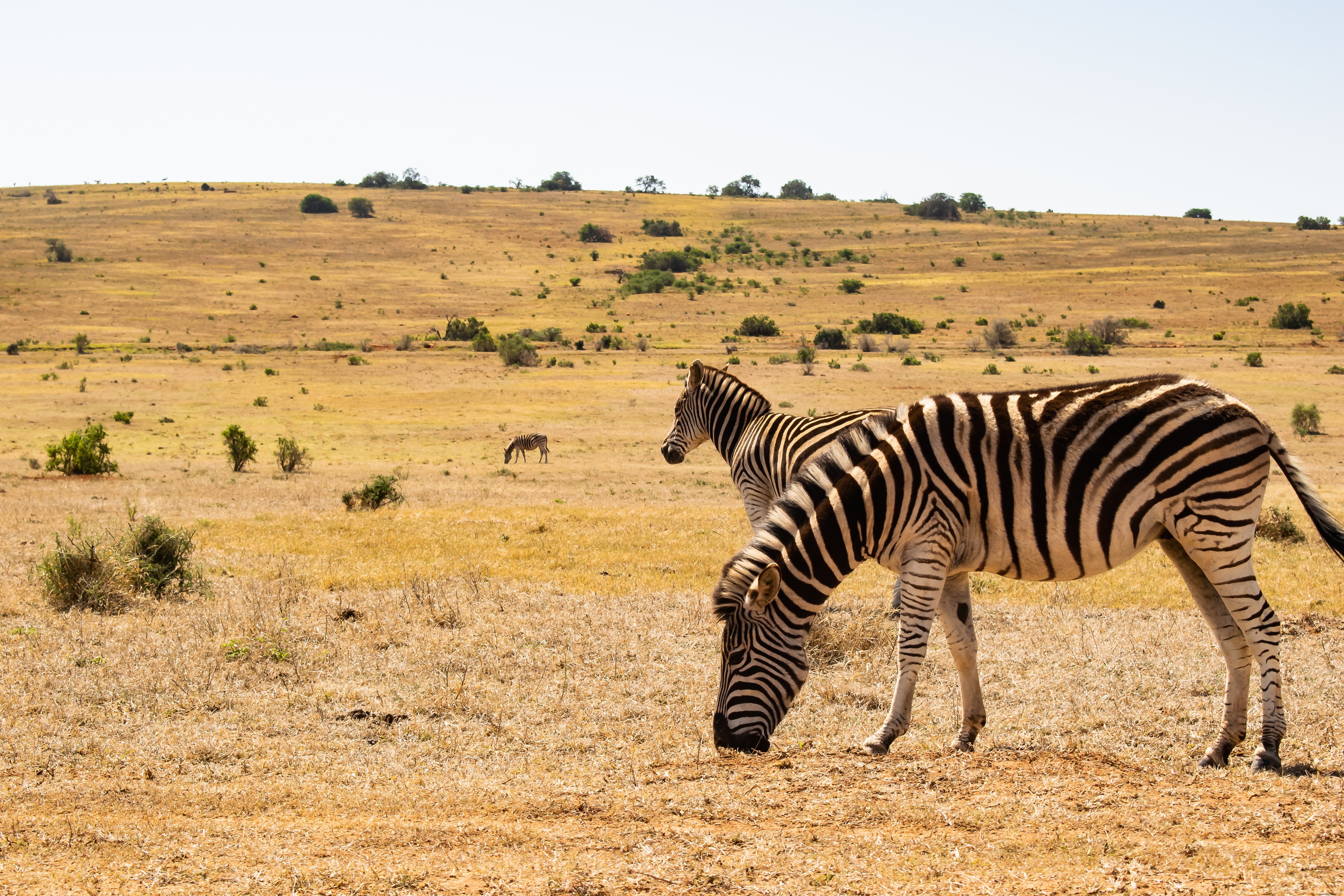 Zebre che pascolano insieme nel deserto foto 