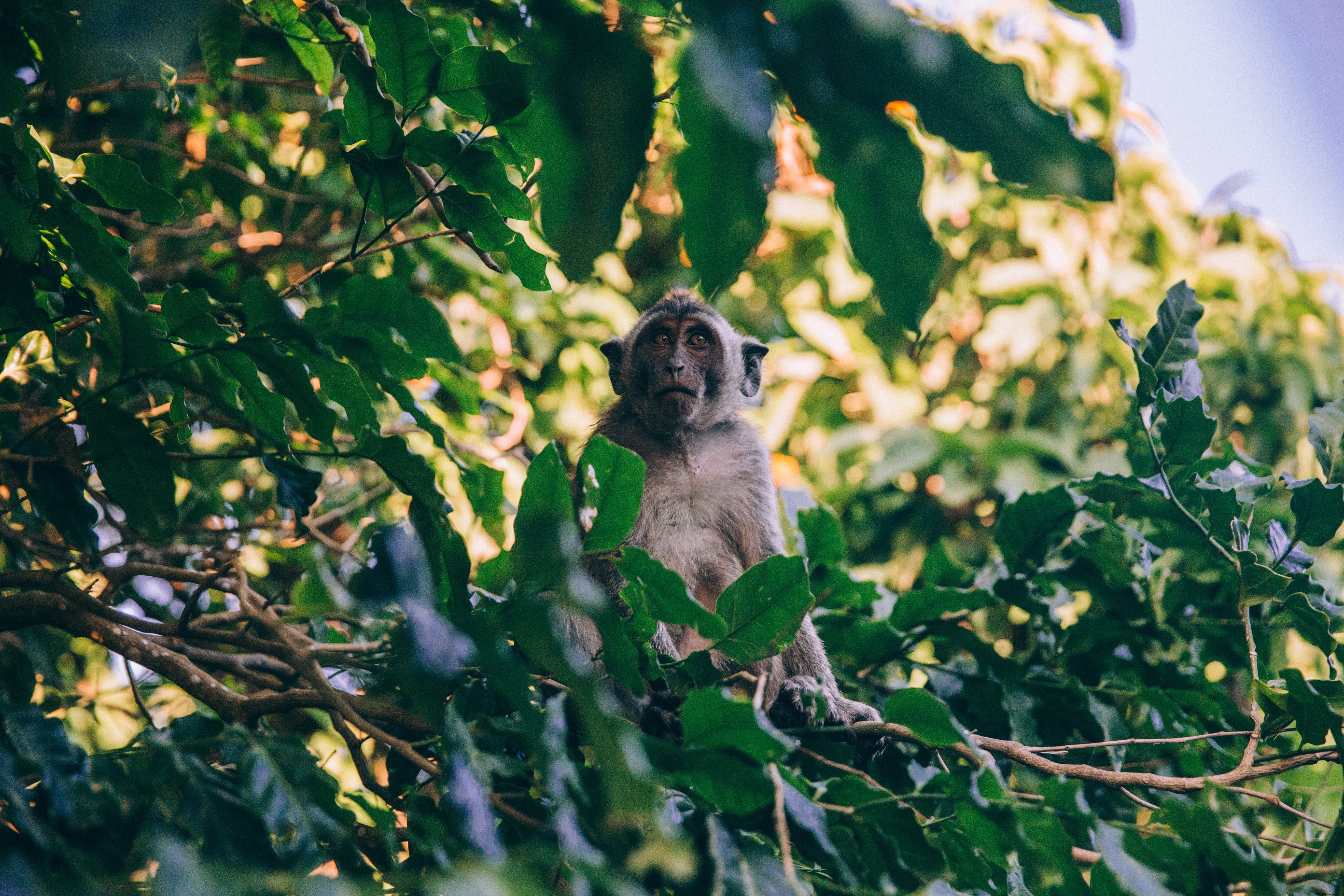 Un mono se sienta en la foto del follaje 