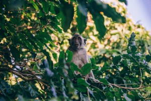 Seekor Monyet Duduk Di Foto Dedaunan 