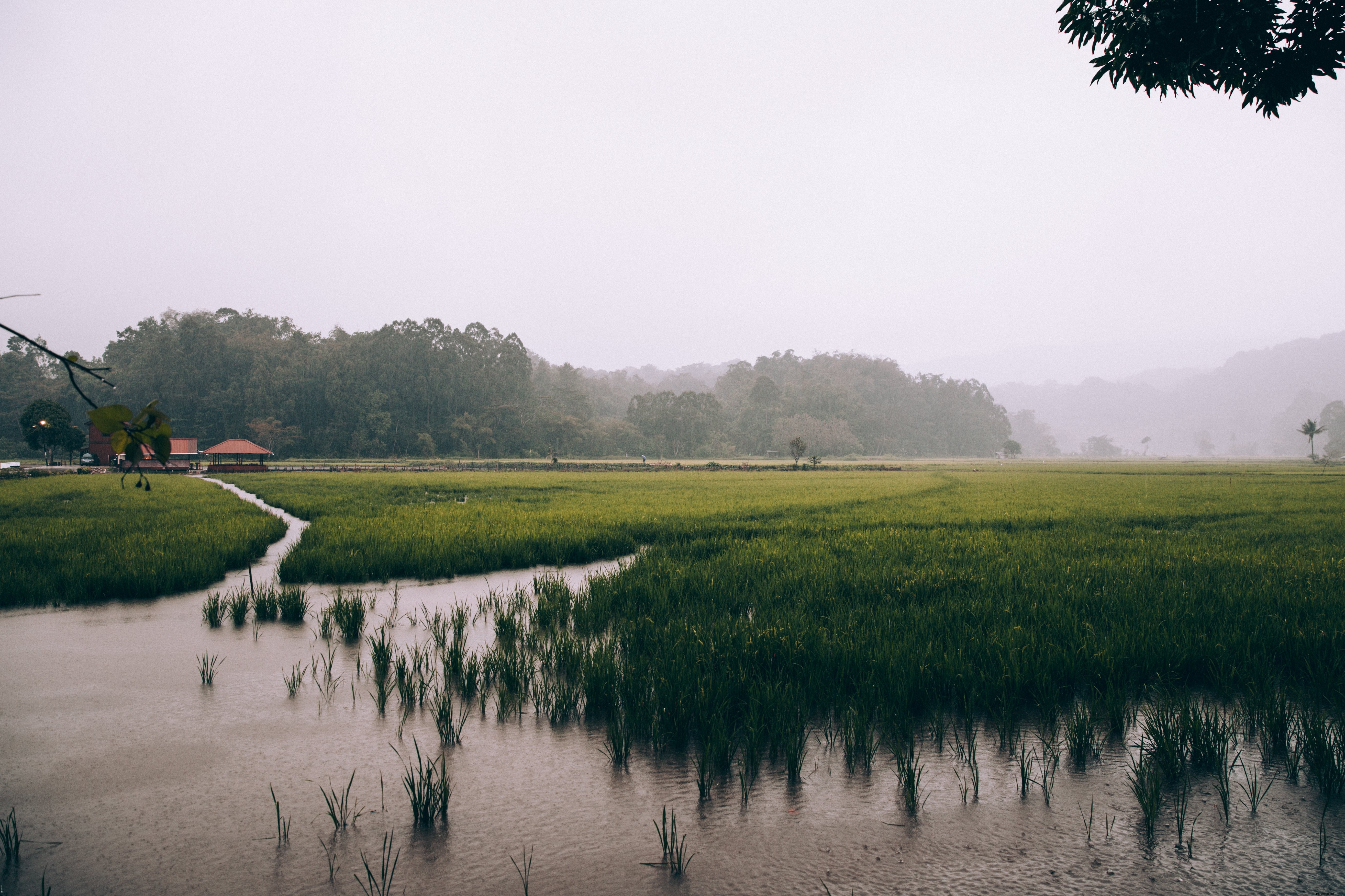 Sawah yang subur di bawah foto langit berkabut yang diselimuti kabut 