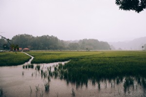 Foto de exuberantes arrozais sob uma névoa cheia de neblina 