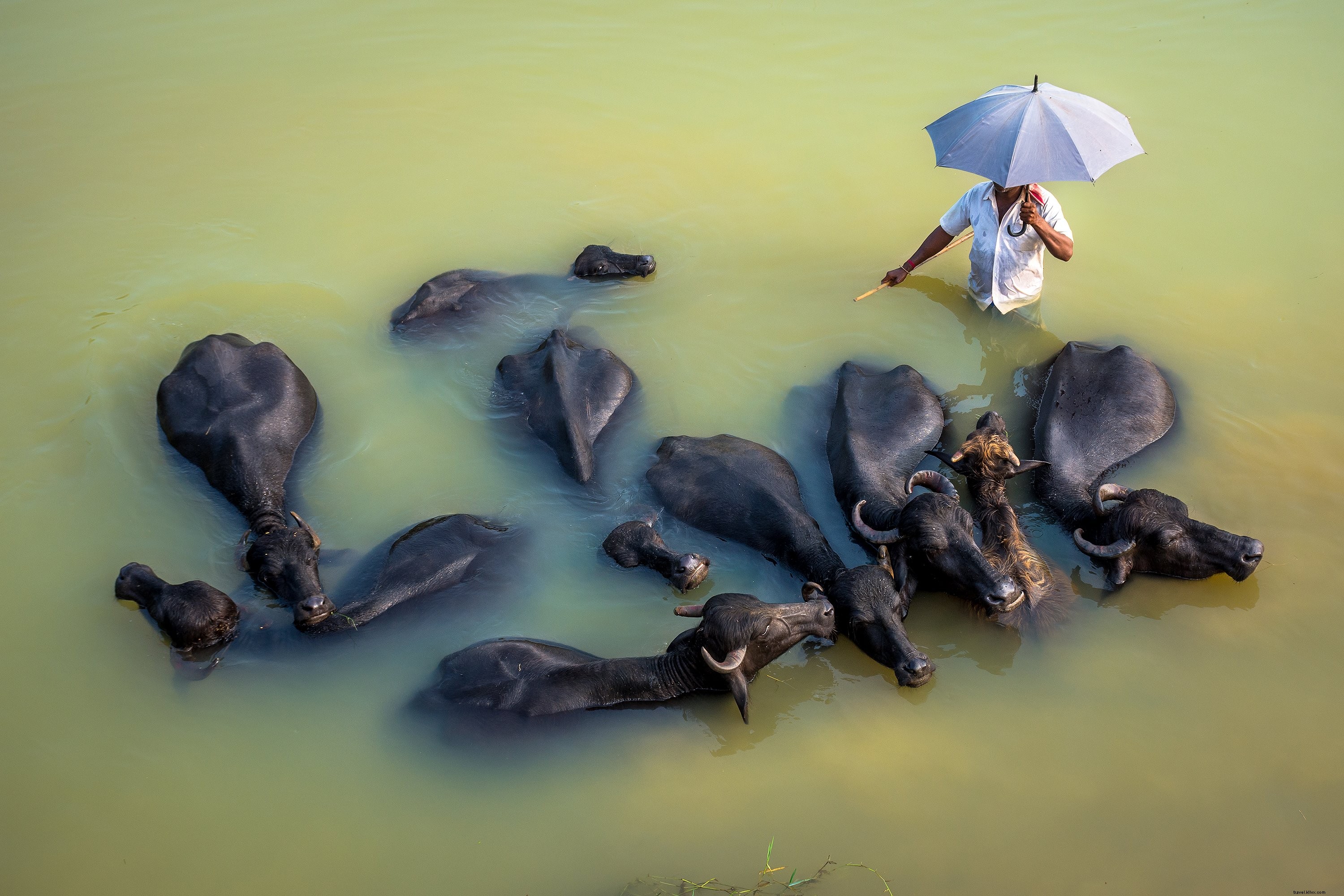 動物に囲まれた傘を持っている人写真 
