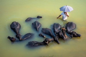 Personne tenant un parapluie entouré d animaux Photo 