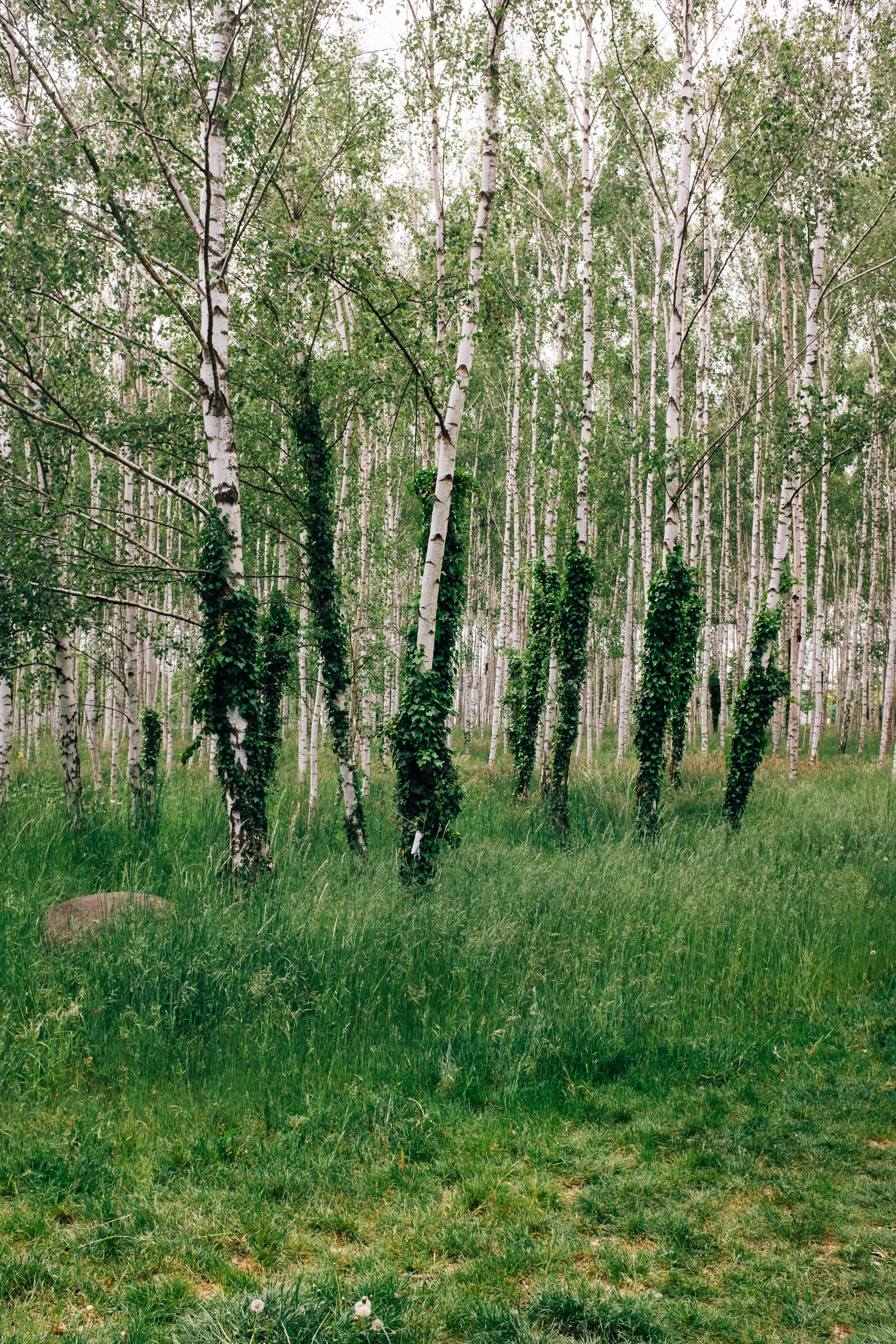 Foto Hutan Rimbun Pohon Birch 