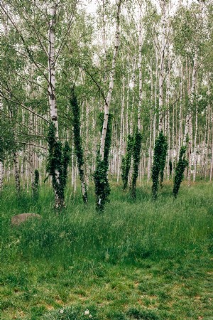 白樺の木の緑豊かな森写真 