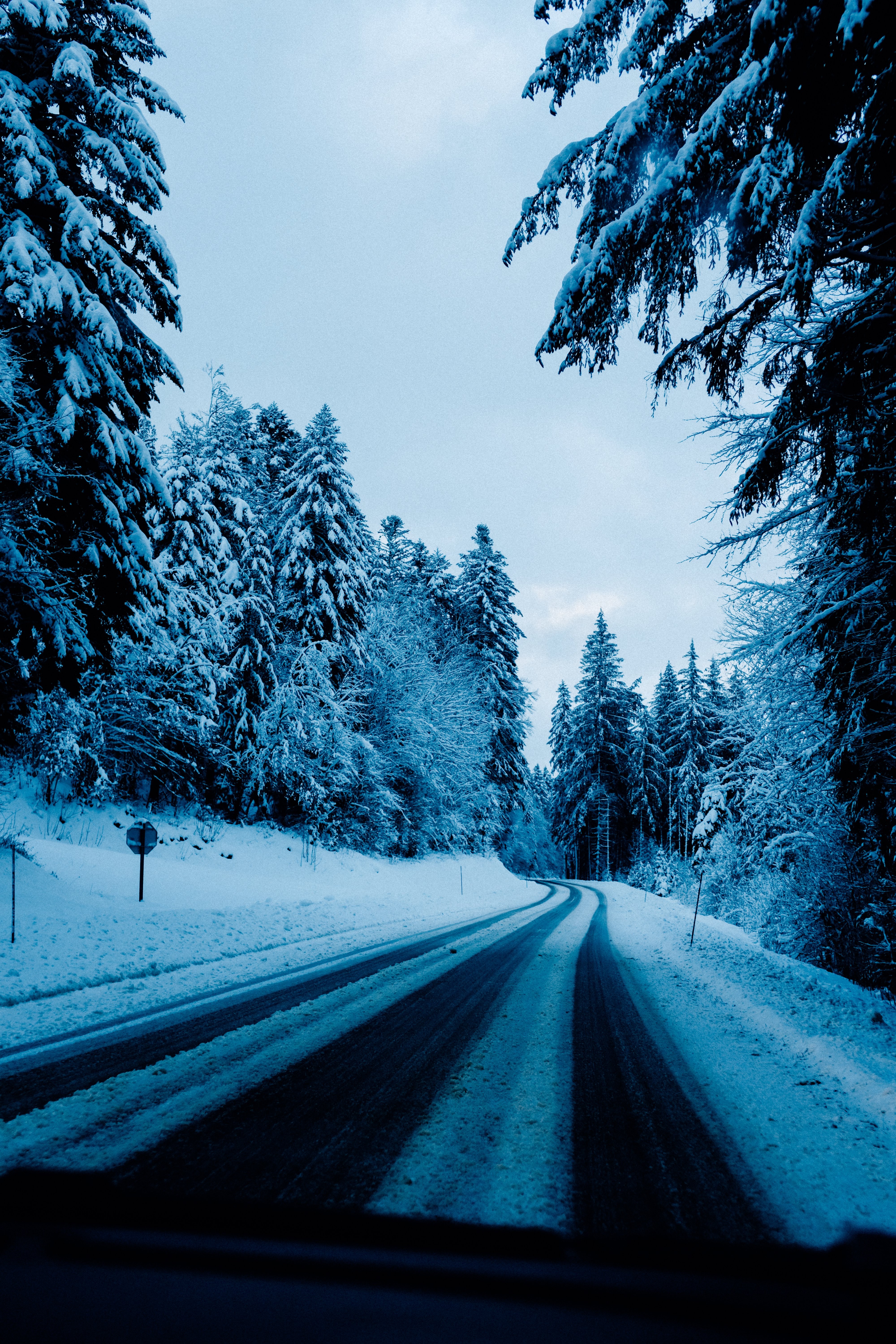 Alberi innevati fiancheggiano una strada innevata foto 