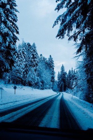 雪に覆われた木々が雪道の写真に並ぶ 