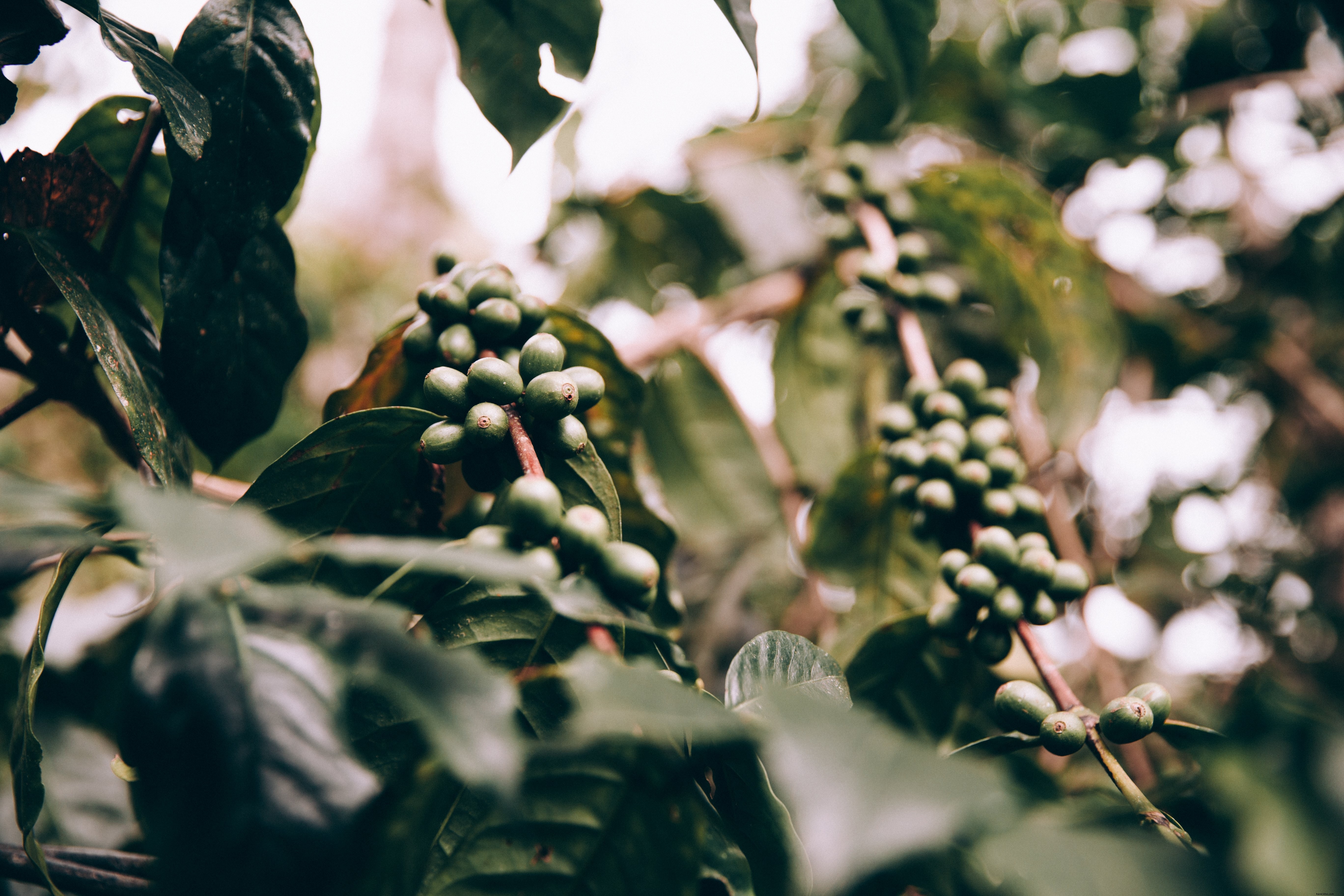 Racimos de frutos verdes firmes en una exuberante jungla Foto 