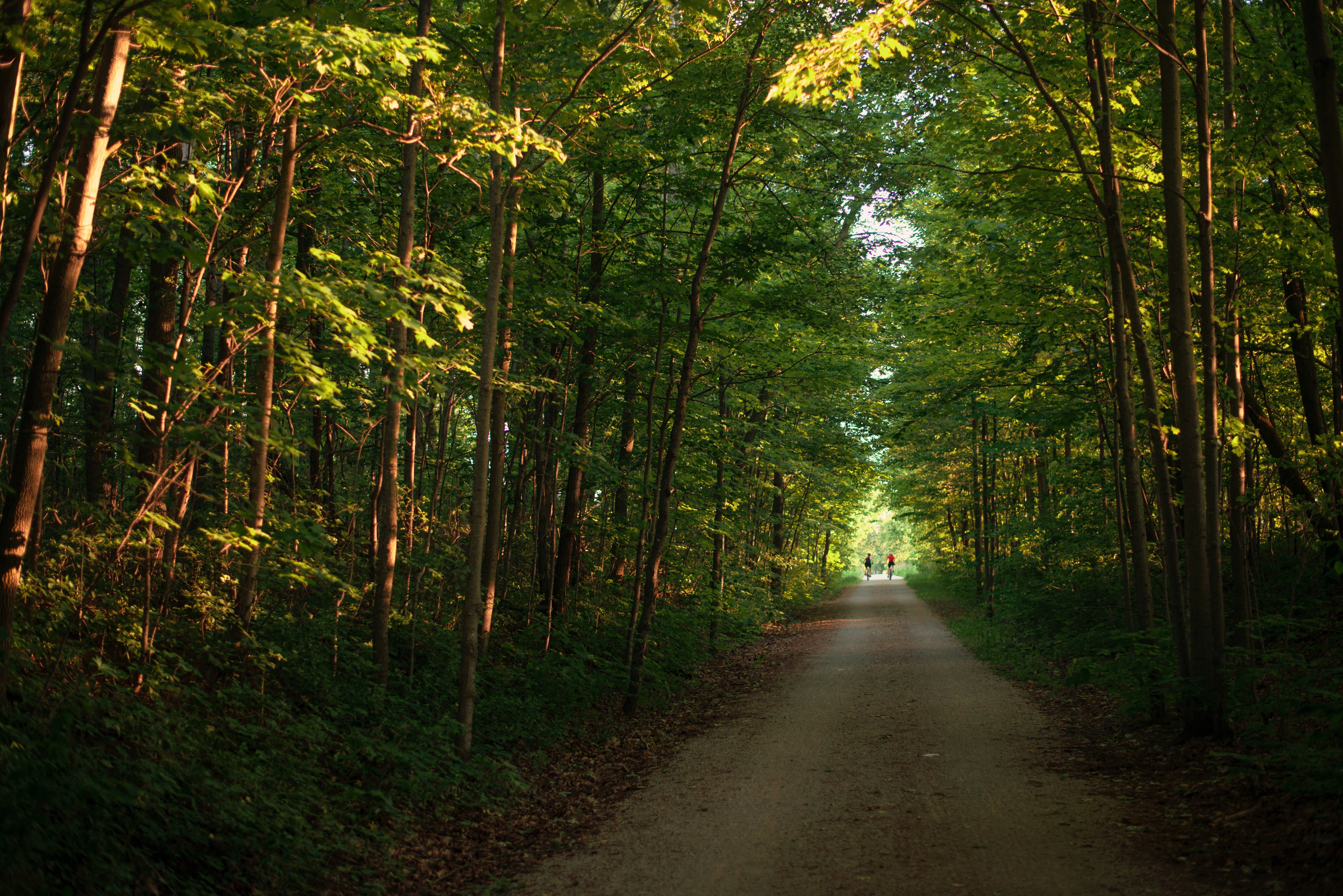 Pengendara Sepeda Berkendara Sepanjang Woodland Road Foto 