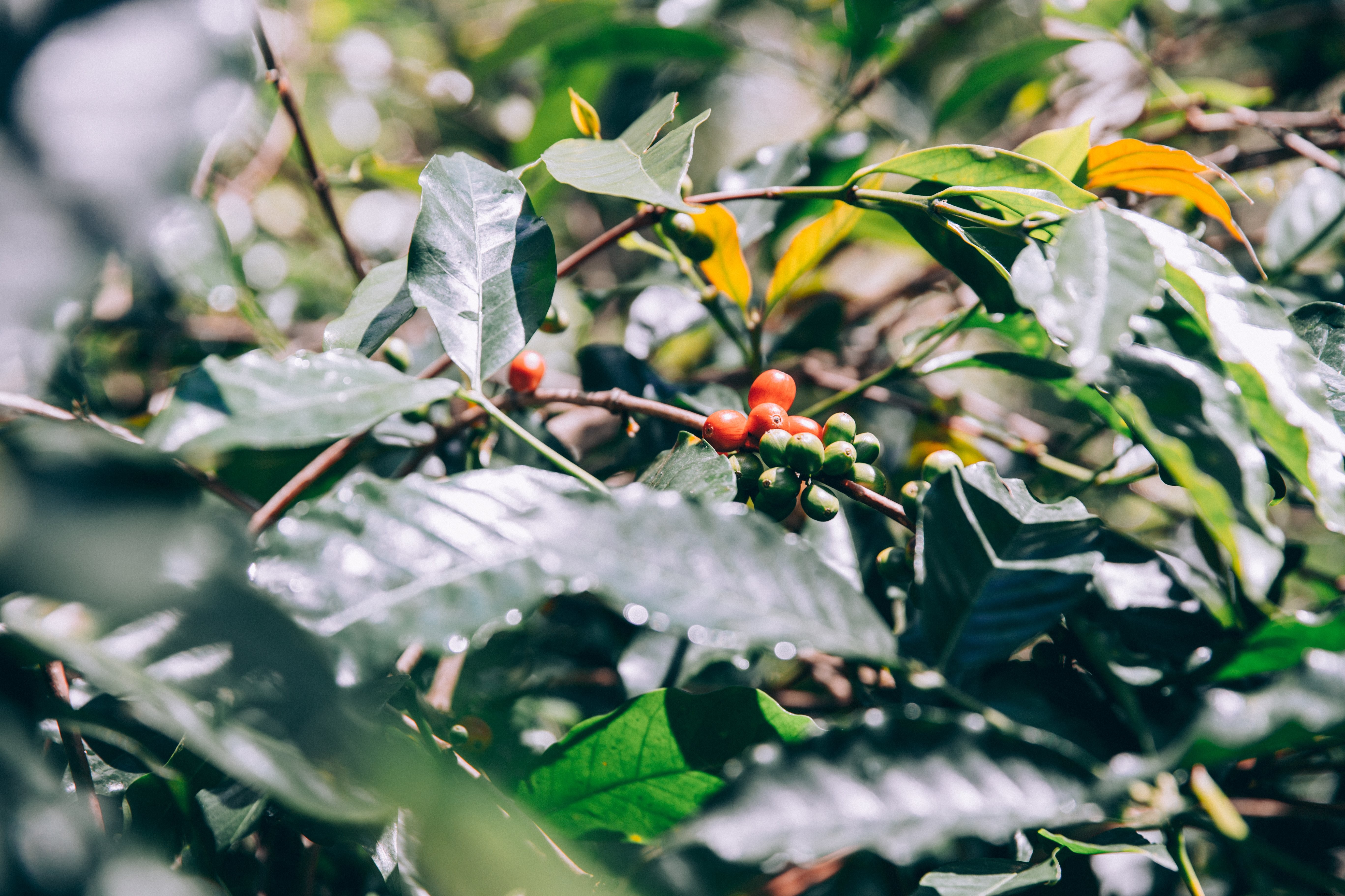 Foto de hojas y ramas de frondosos árboles verdes con frutas 