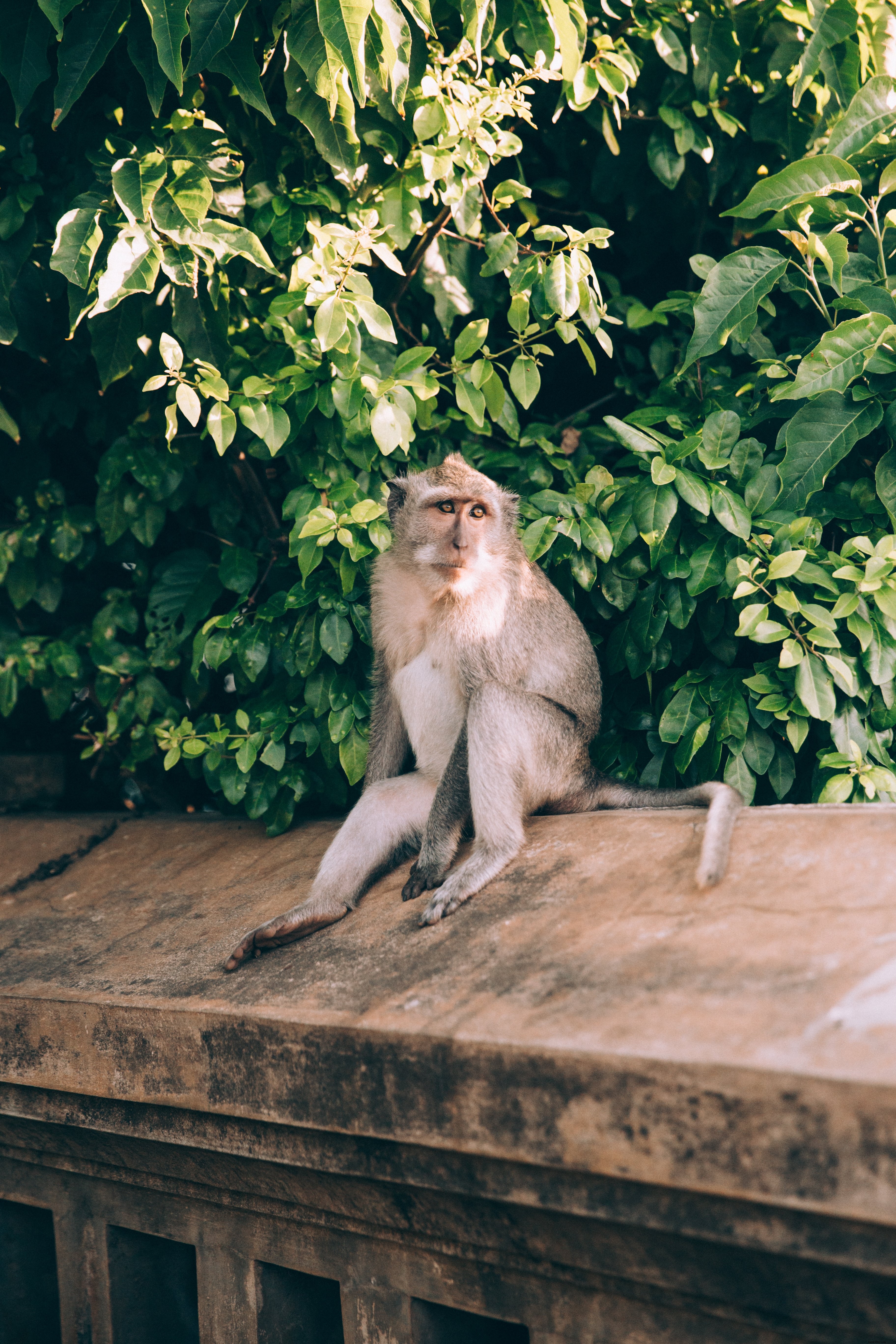 Un singe sur un mur de pierre prend un bain de soleil 