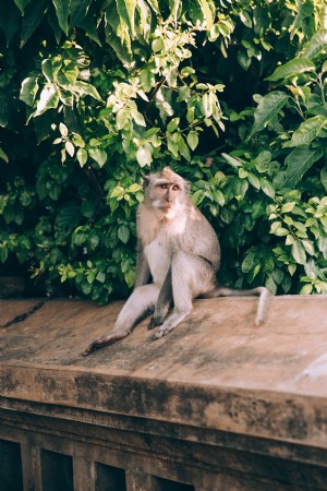 Monyet Di Dinding Batu Berjemur Foto 