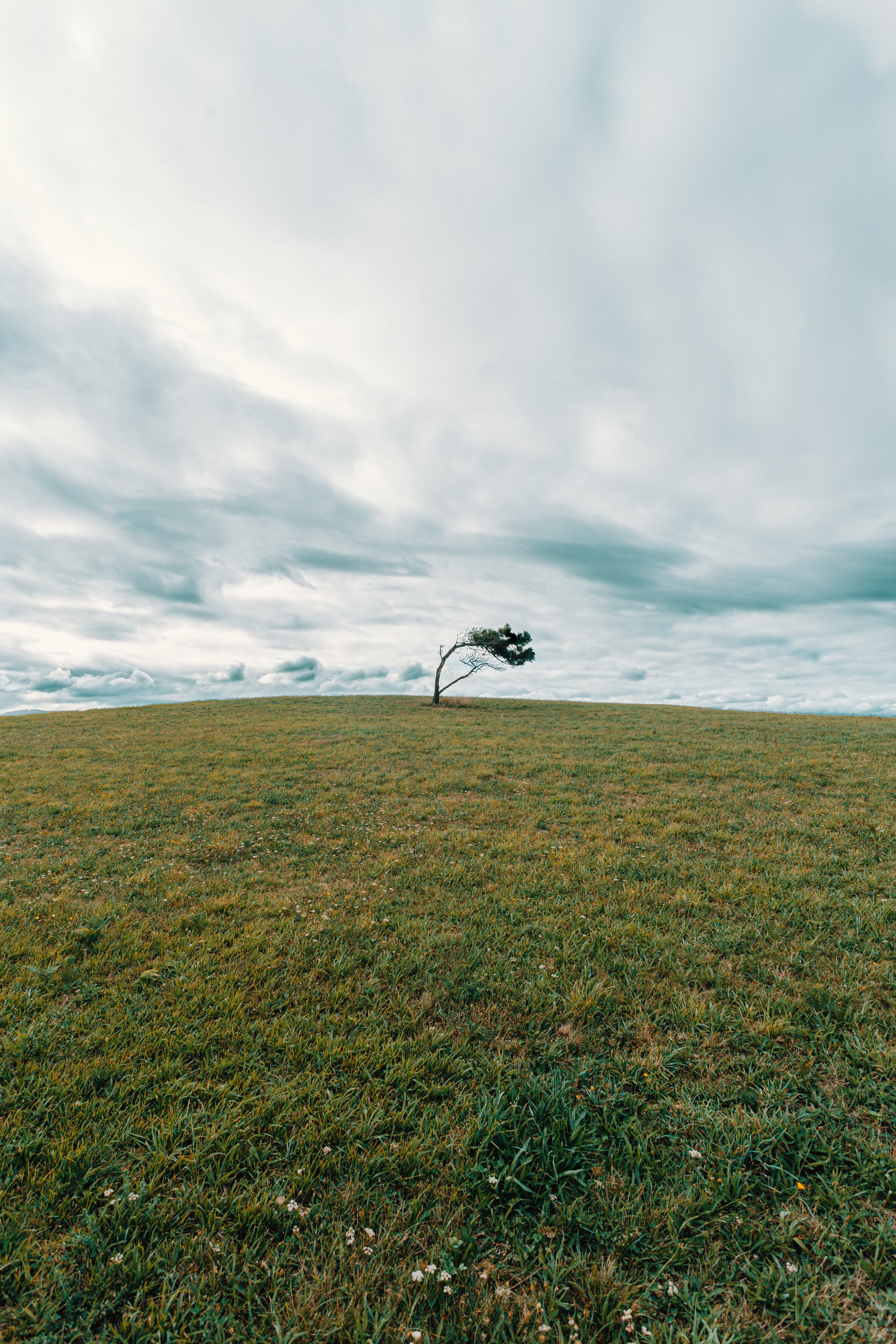Foto de uma única árvore no meio de um campo gramado verde 