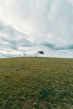 Un seul arbre au milieu d une photo de champ herbeux vert 