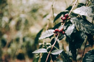 Foto de frutas carmesí que se aferran a las ramas de la selva 