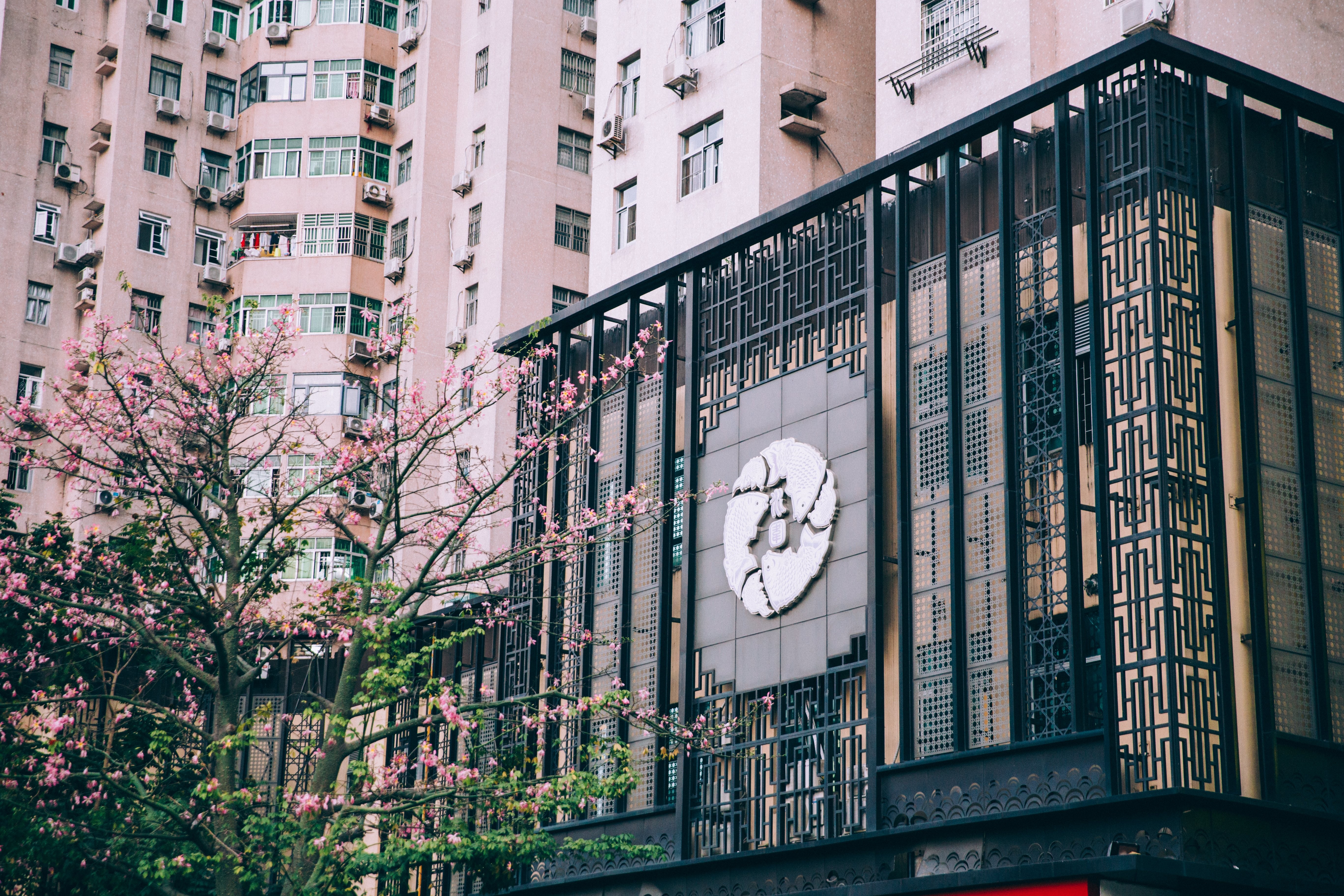 Foto de flores desabrochando na área metropolitana 