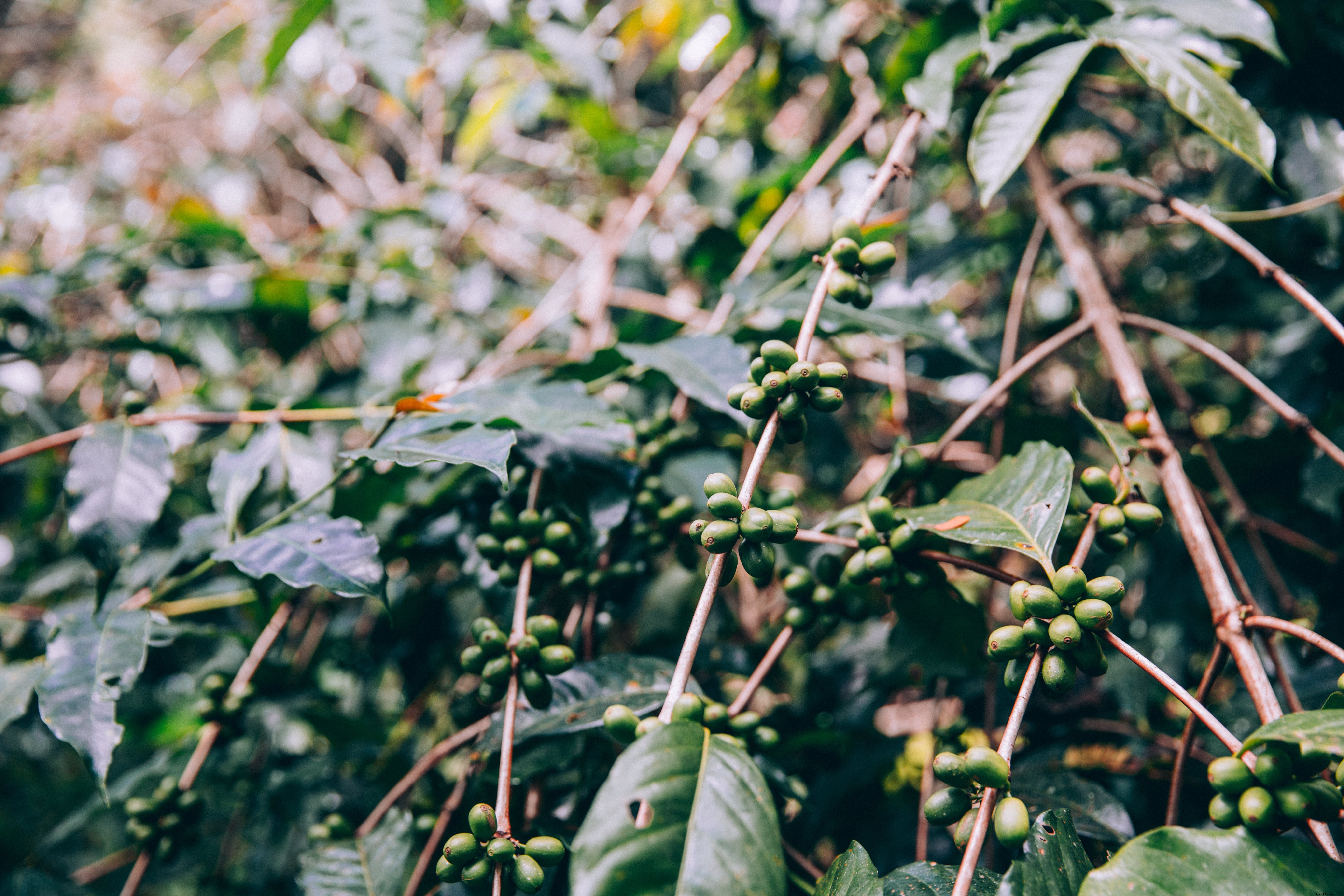 Exuberantes ramas de plantas tropicales cargadas con frutas Foto 