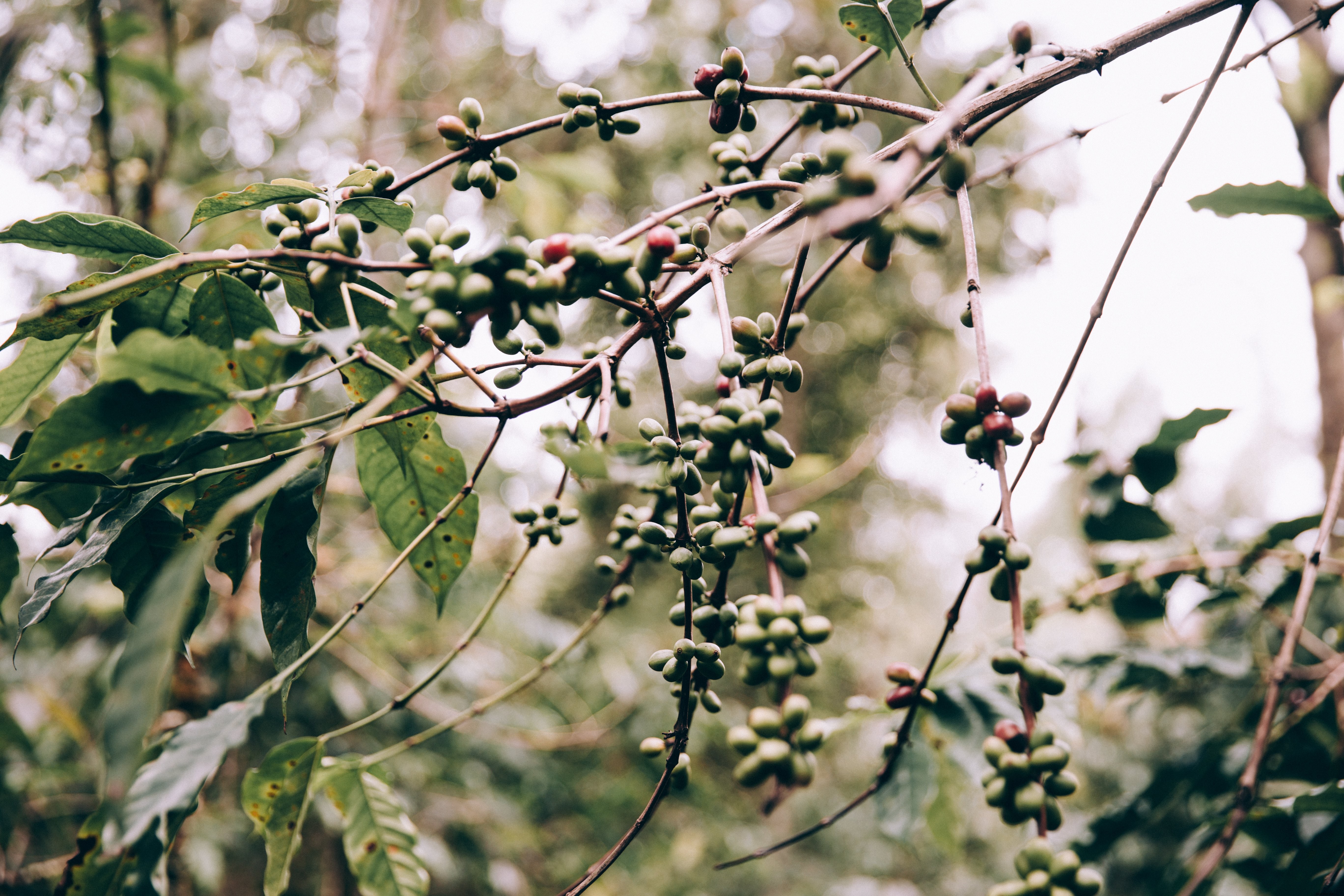 Foto de frutas penduradas em galhos tropicais 