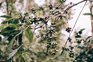 Foto de frutas colgando de ramas tropicales 