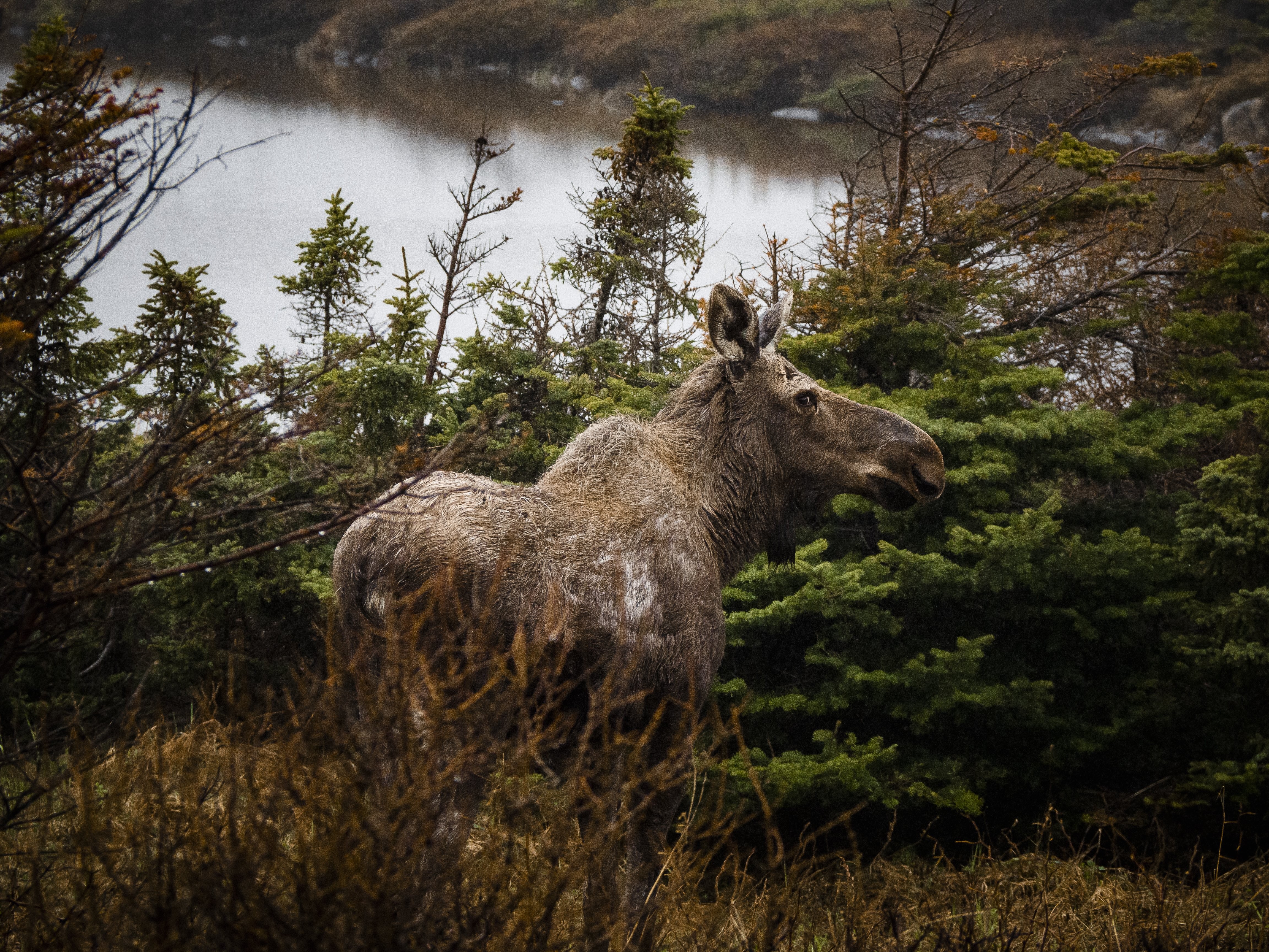 Foto Moose Spot Fotografer 