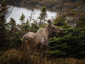 Foto Moose Spot Fotografer 