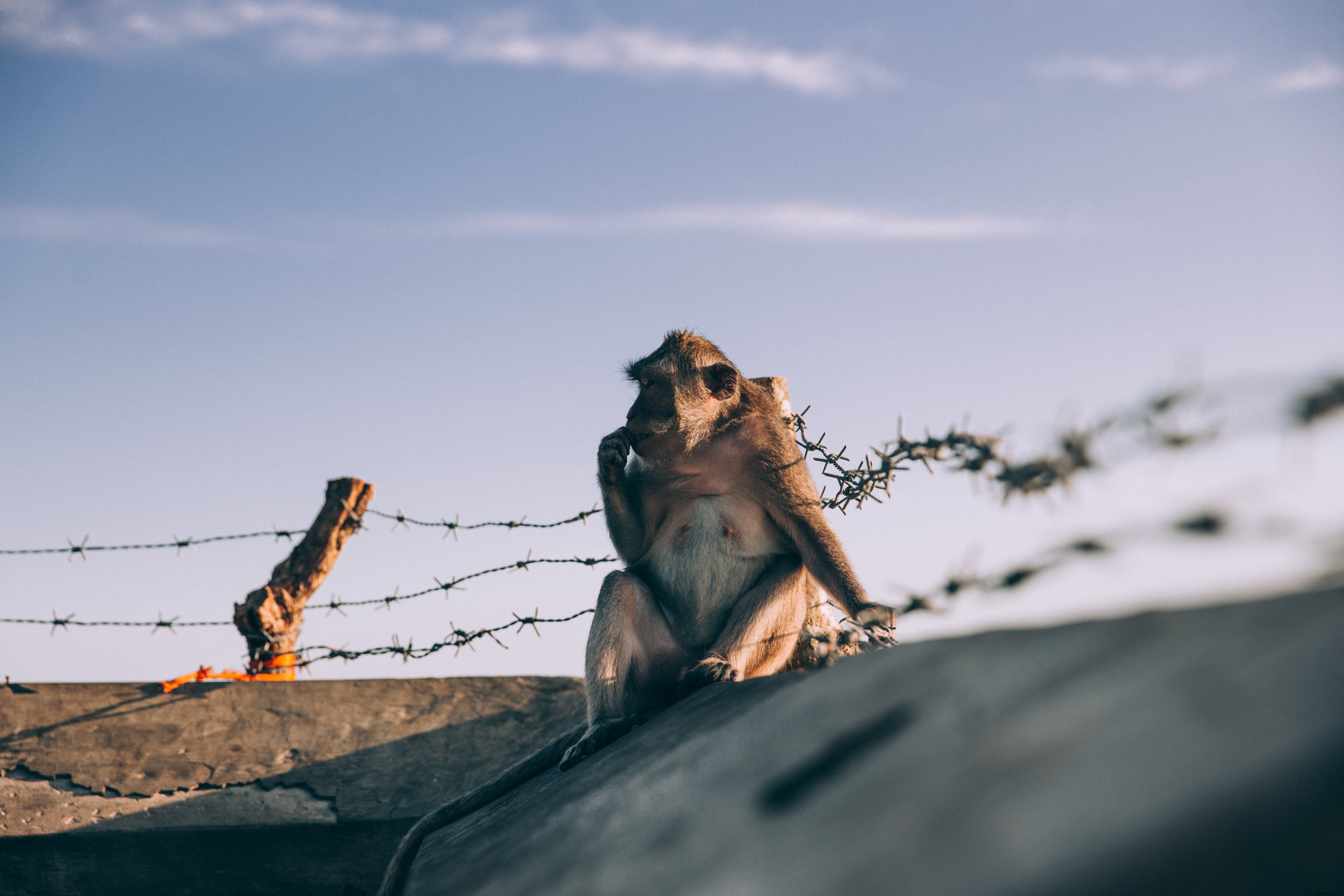 Macaco sentado em cima de uma parede forrada com arame farpado Foto 