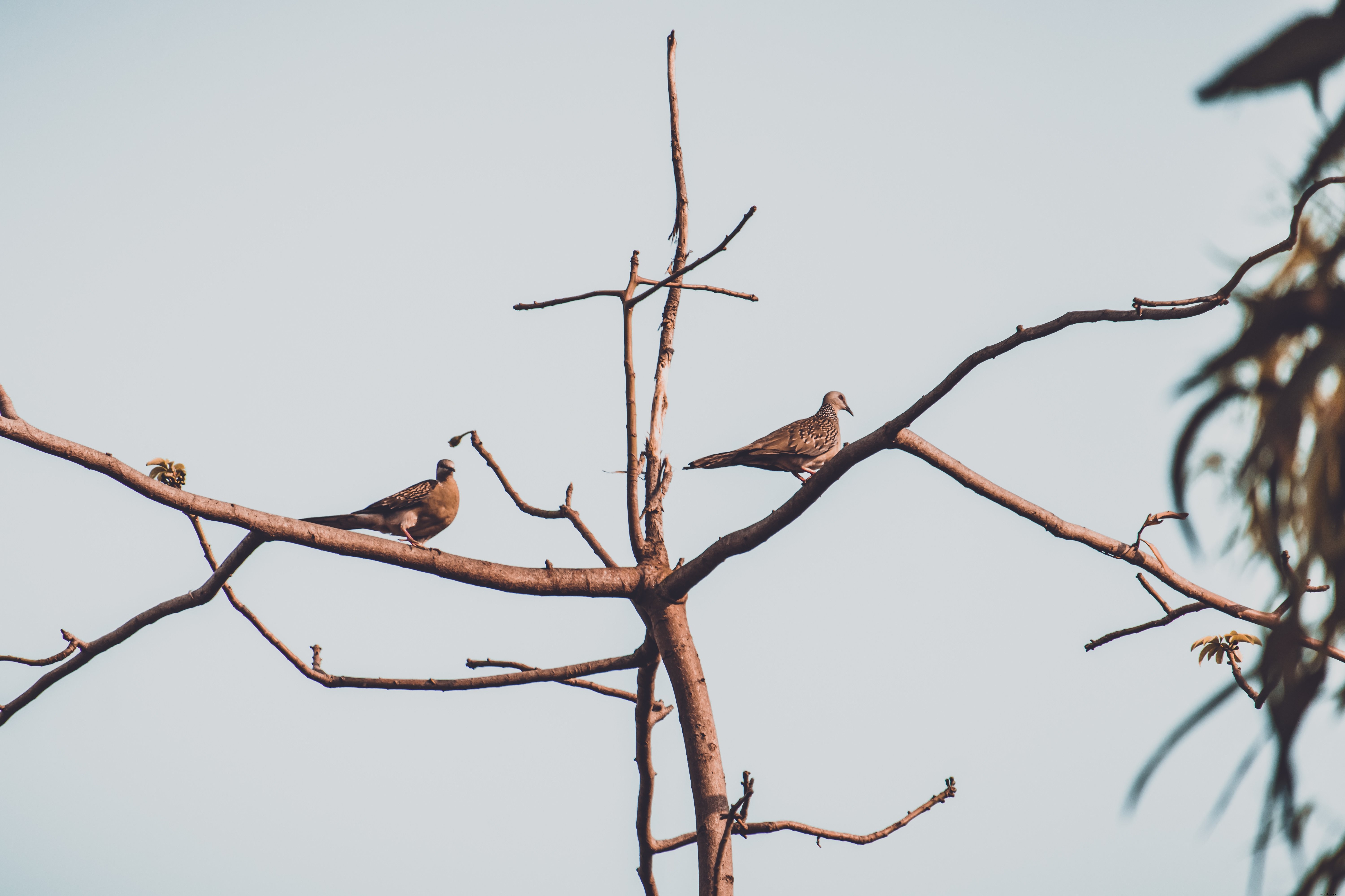 Due uccelli appollaiati su un ramo foto 