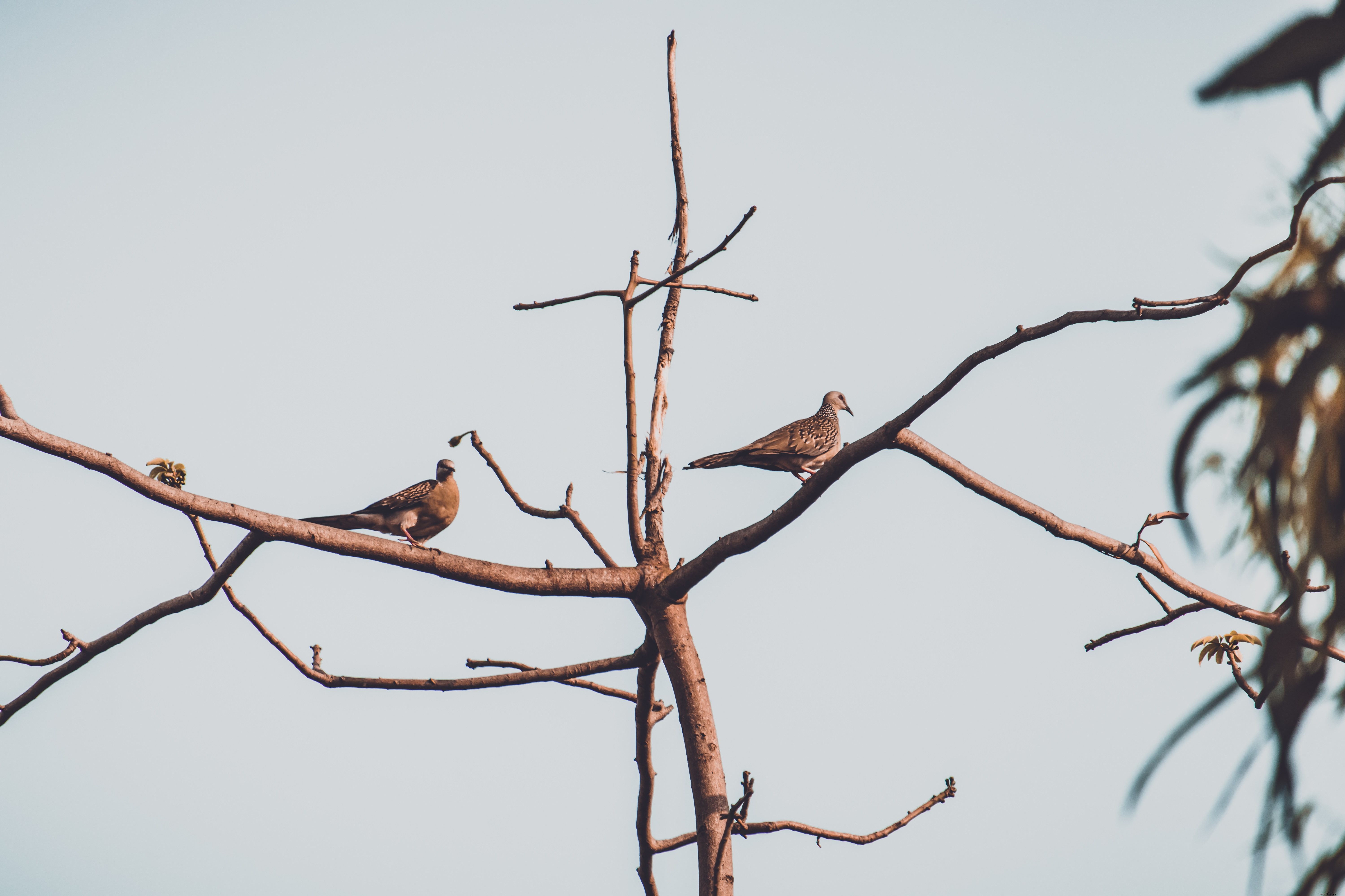 Dua Burung Bertengger Di Cabang Foto 