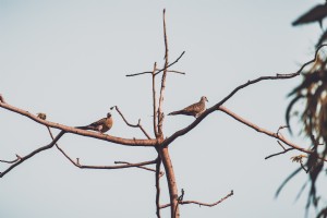 Foto de dois pássaros empoleirados em um galho 