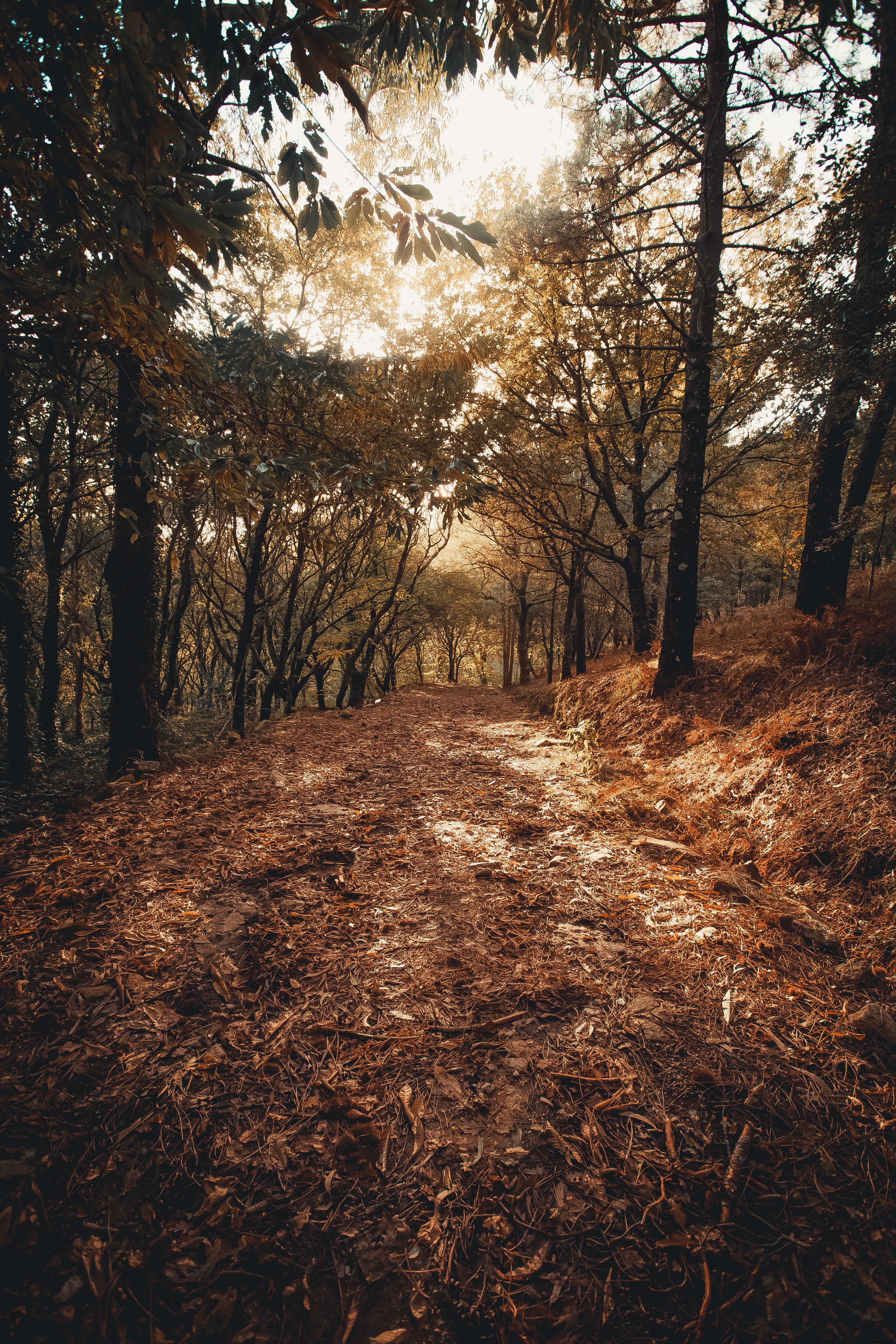 Foto de hojas caídas en el camino del bosque 