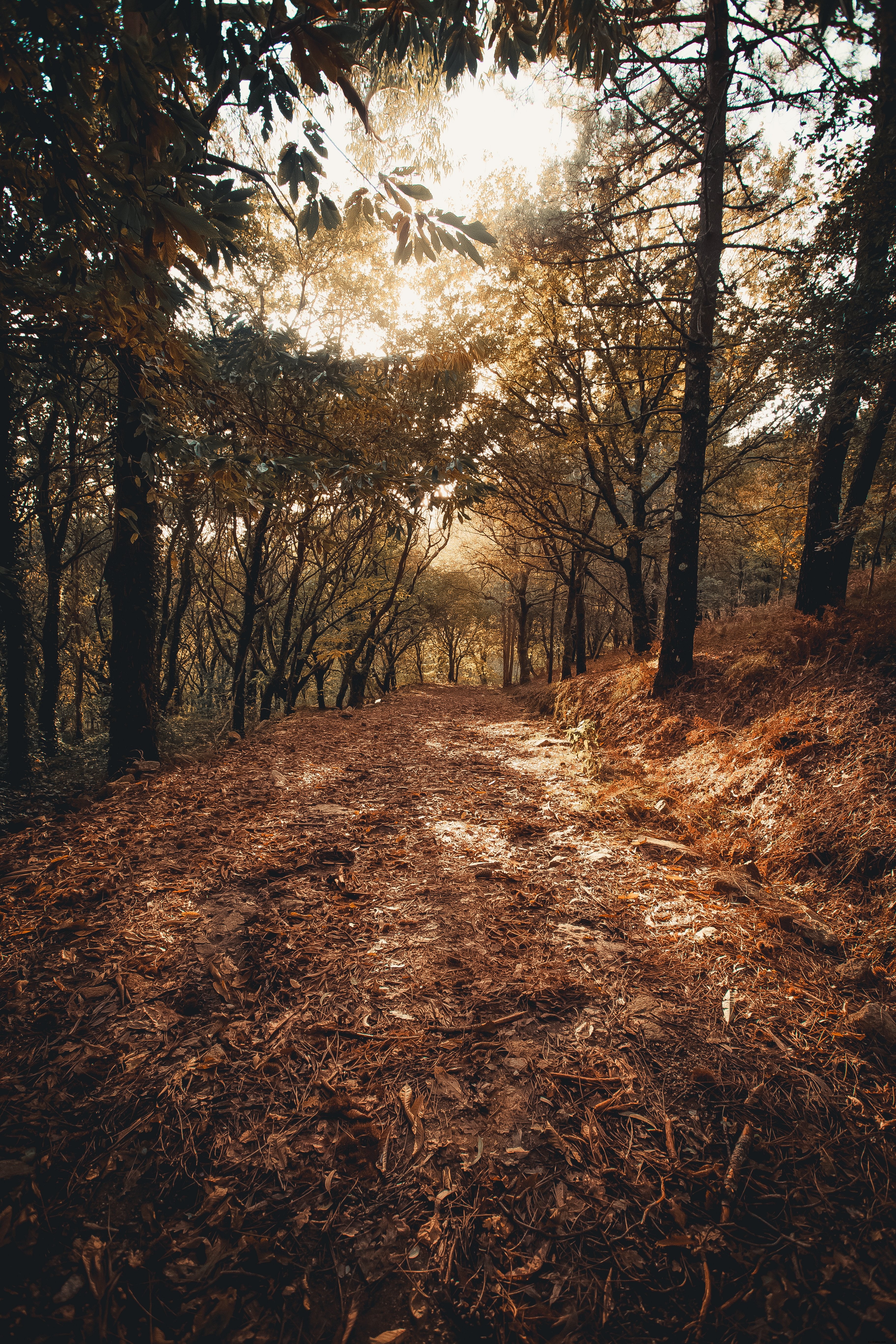 Foto de folhas caídas no caminho da floresta 