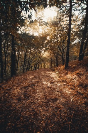 Foto de hojas caídas en el camino del bosque 