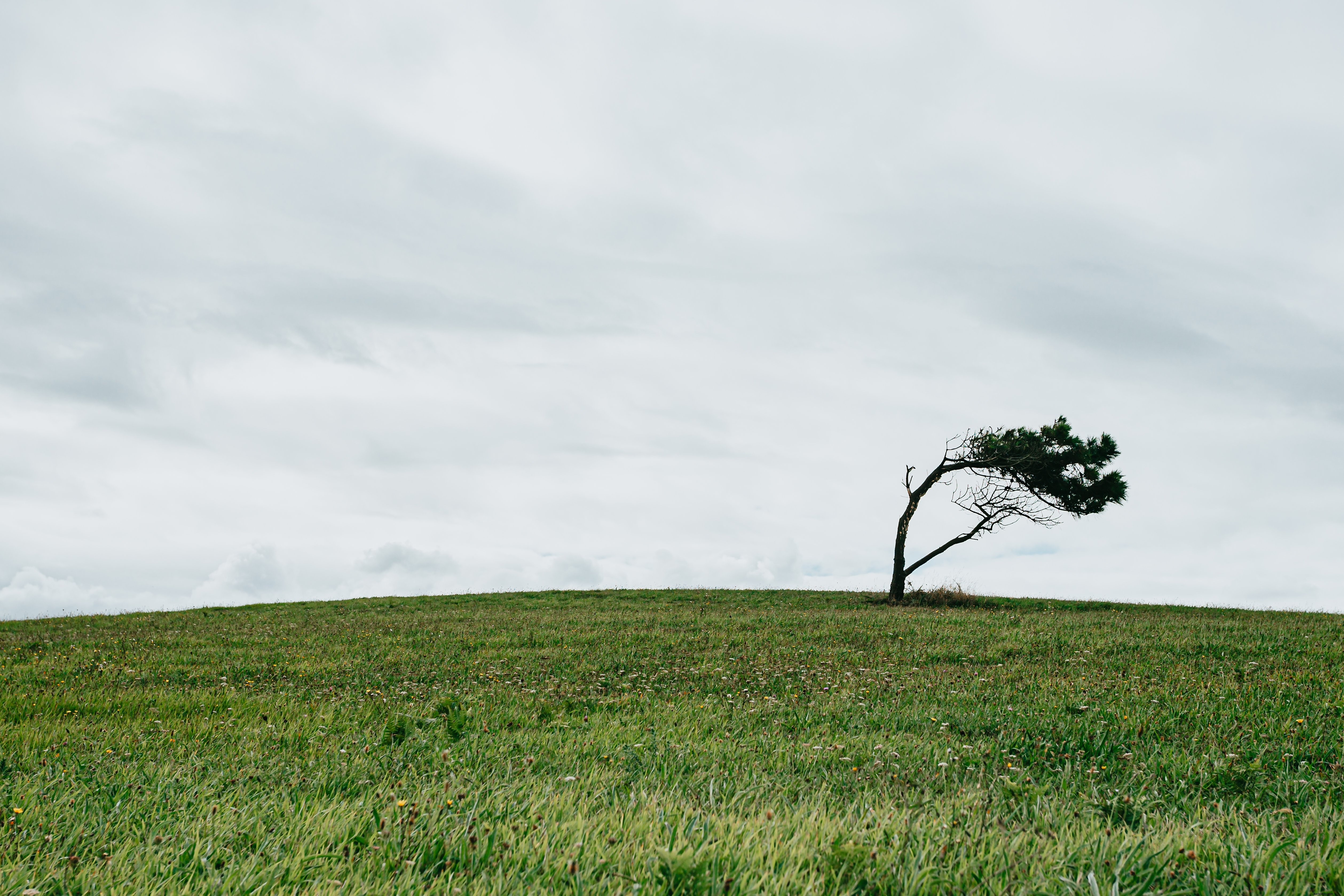 Albero solitario in un campo erboso verde foto 