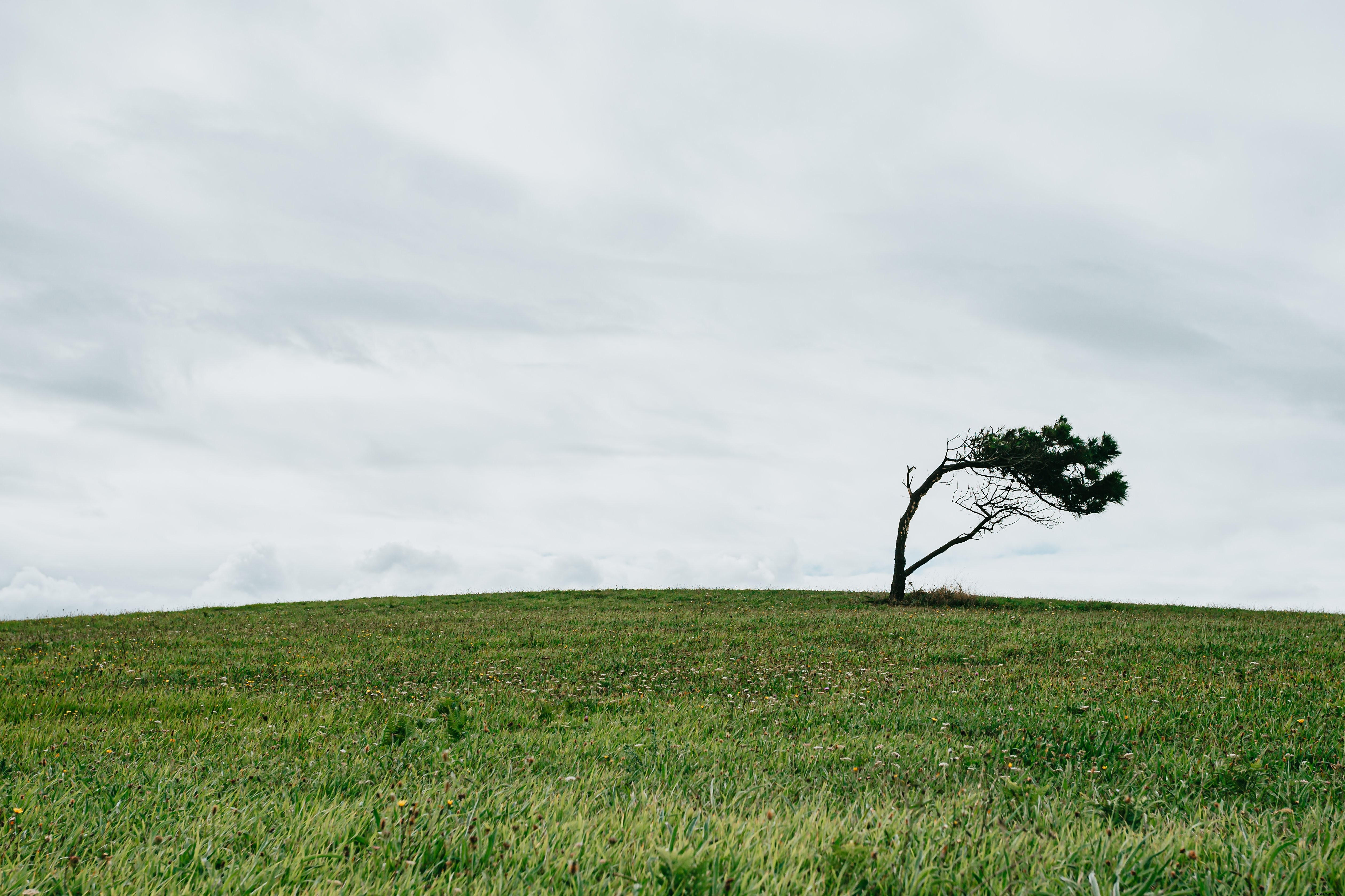 Arbre isolé dans une photo de champ herbeux vert 