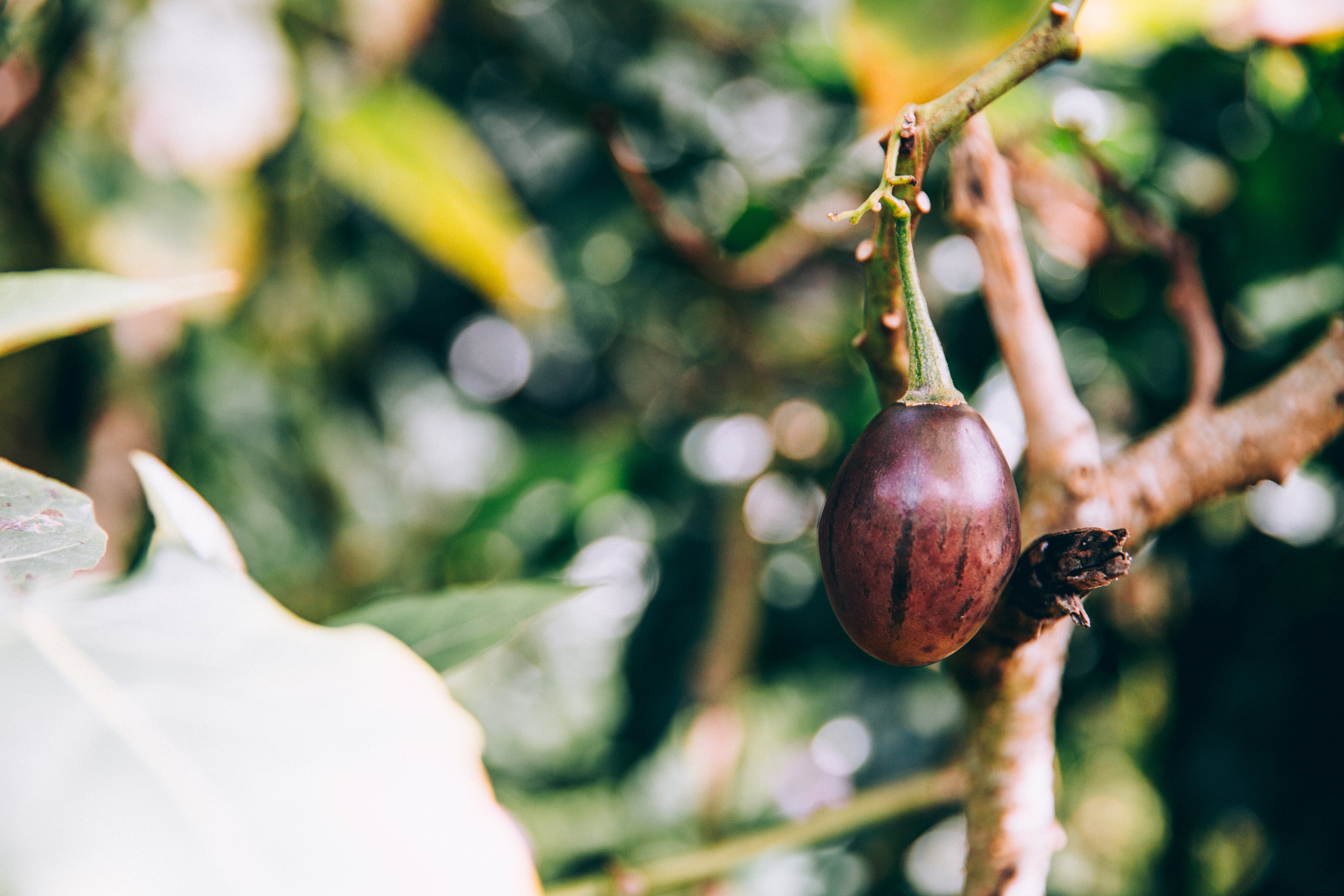 Una sola pieza de fruta cuelga de la foto de la rama de un árbol tropical 