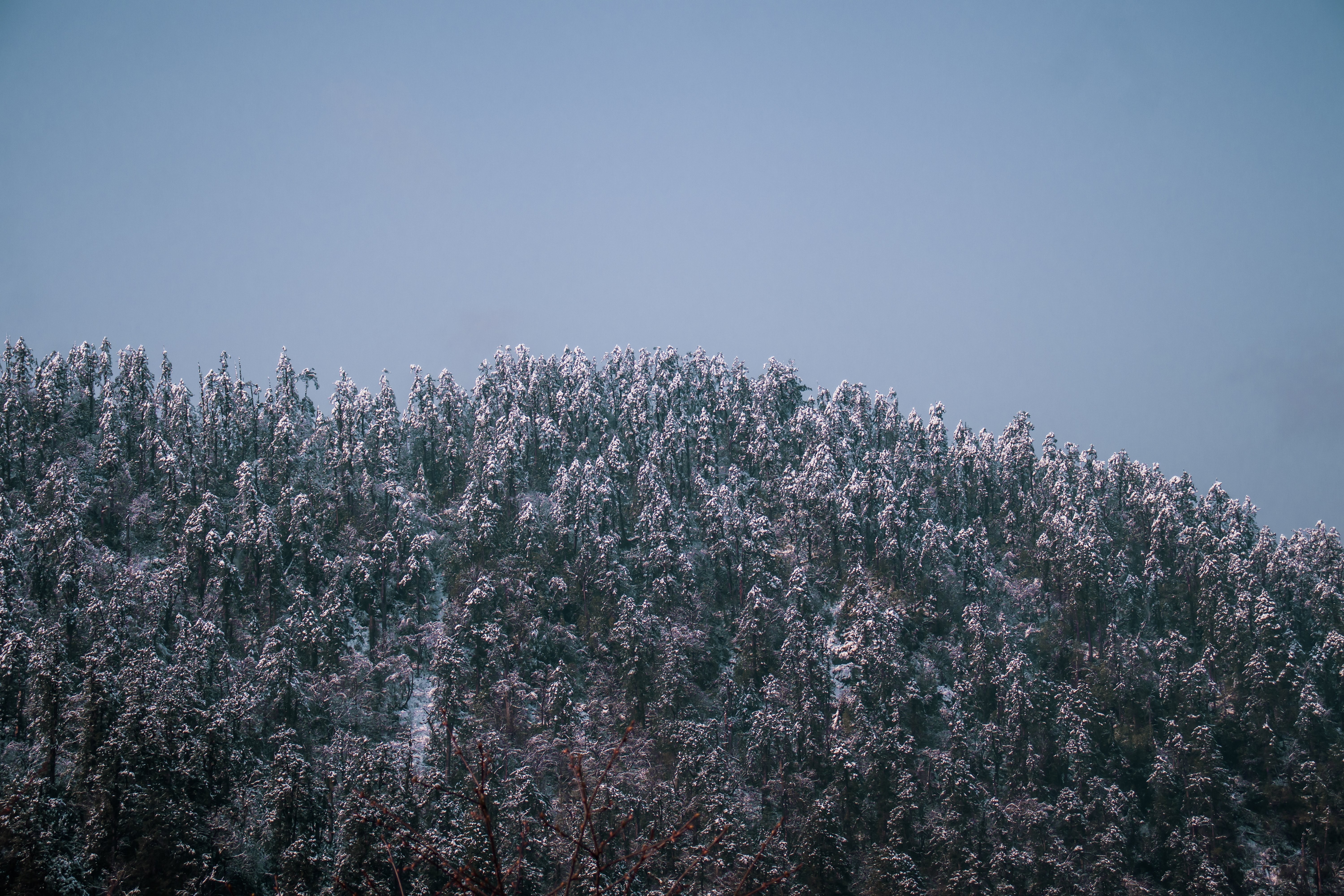 雪に覆われた木々と青い空の写真の写真 