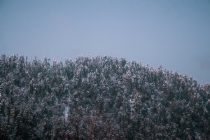 Foto de árboles cubiertos de nieve y una foto de cielo azul 