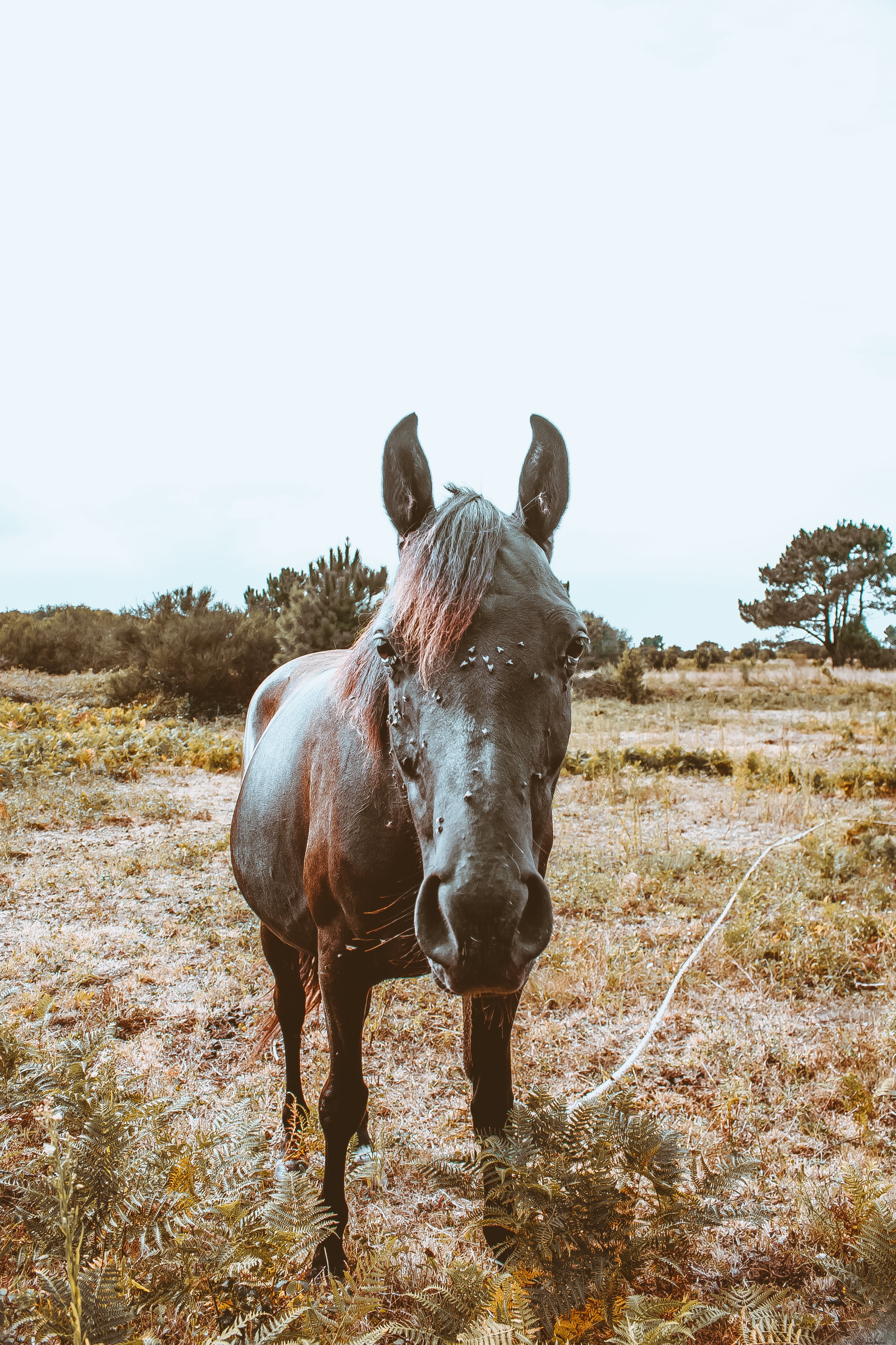 Cavallo in posa per la foto della fotocamera 