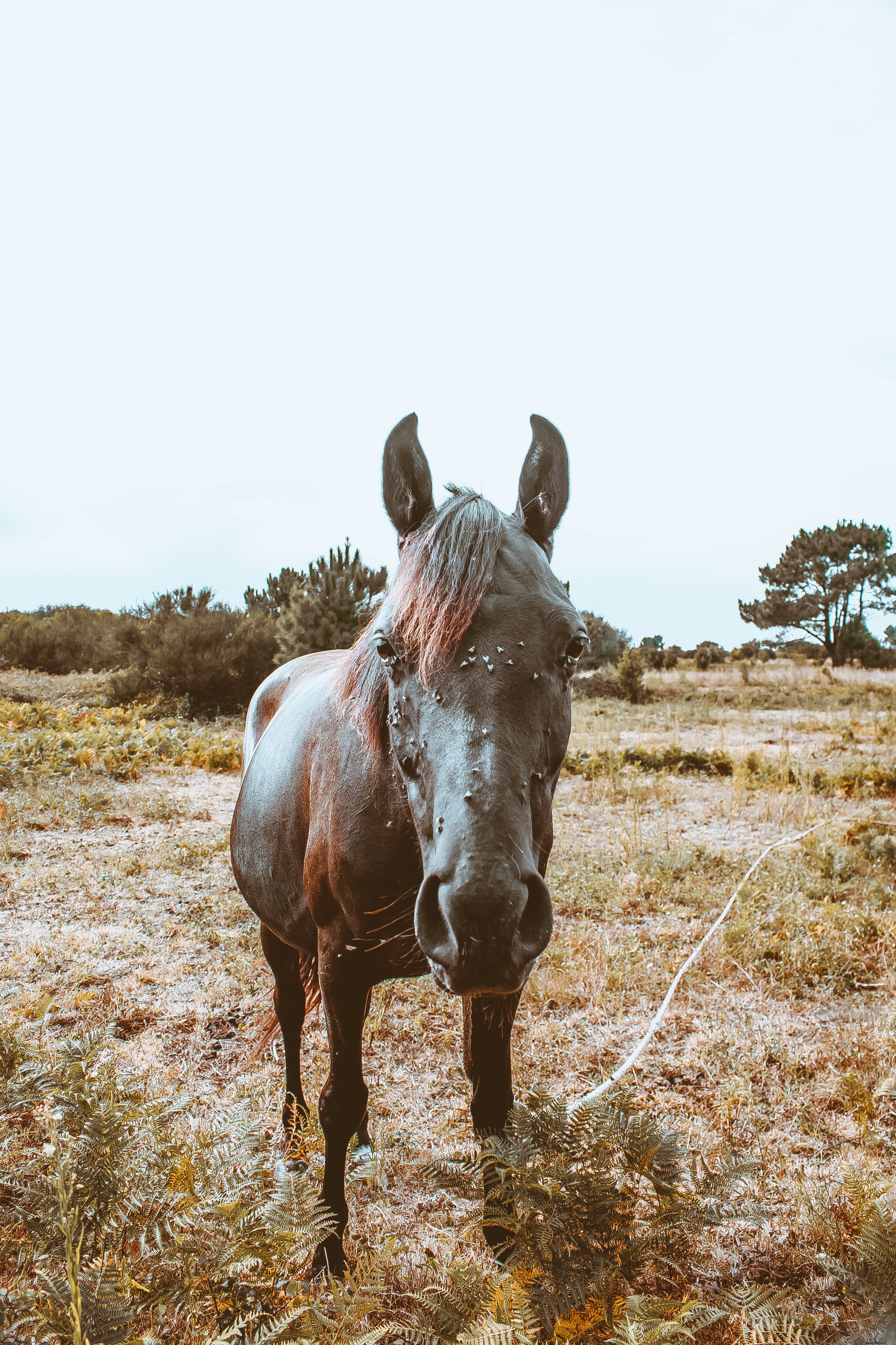 Caballo posando para la foto de la cámara 