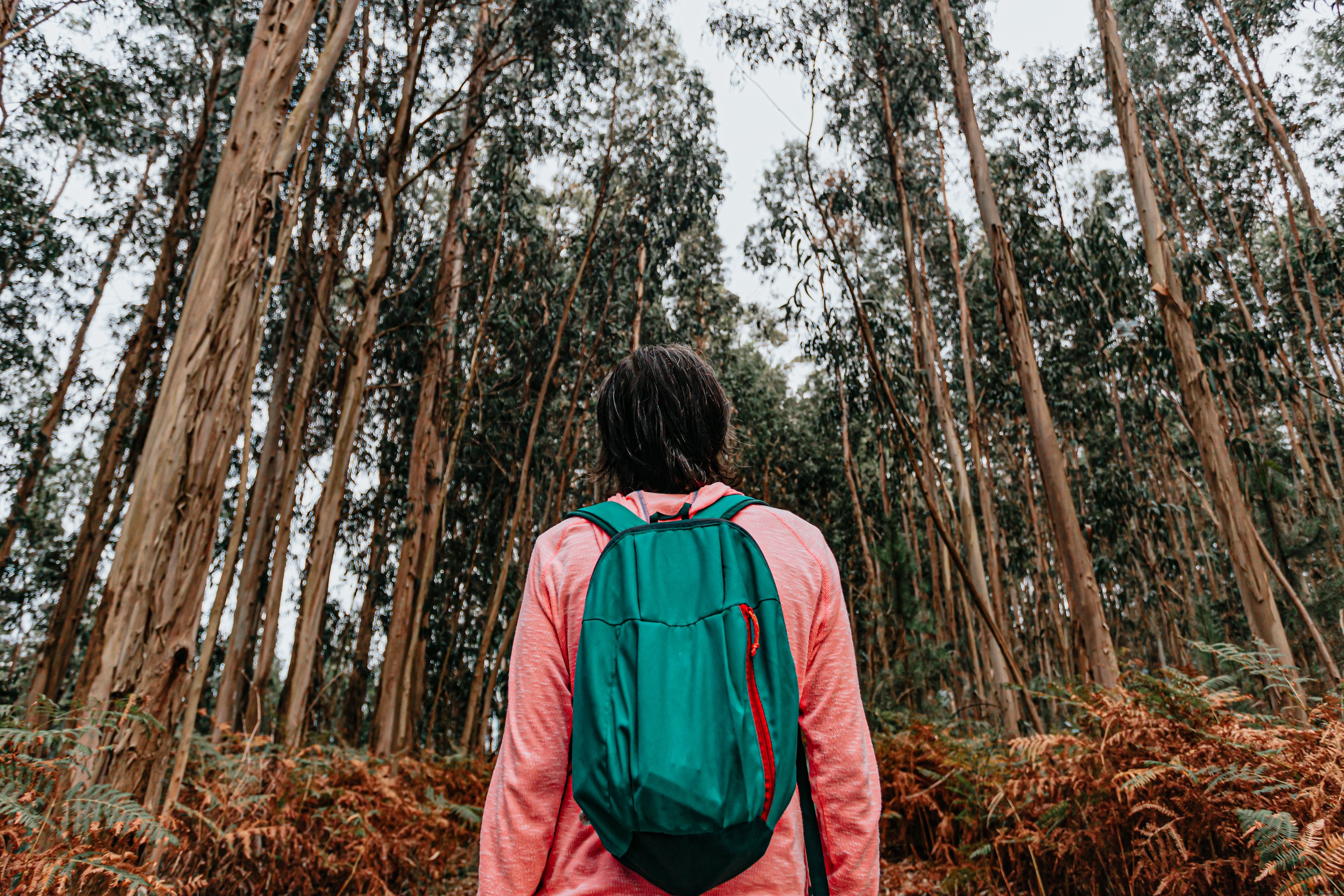 Foto Orang Melihat Hutan Tinggi Pohon Tipis 