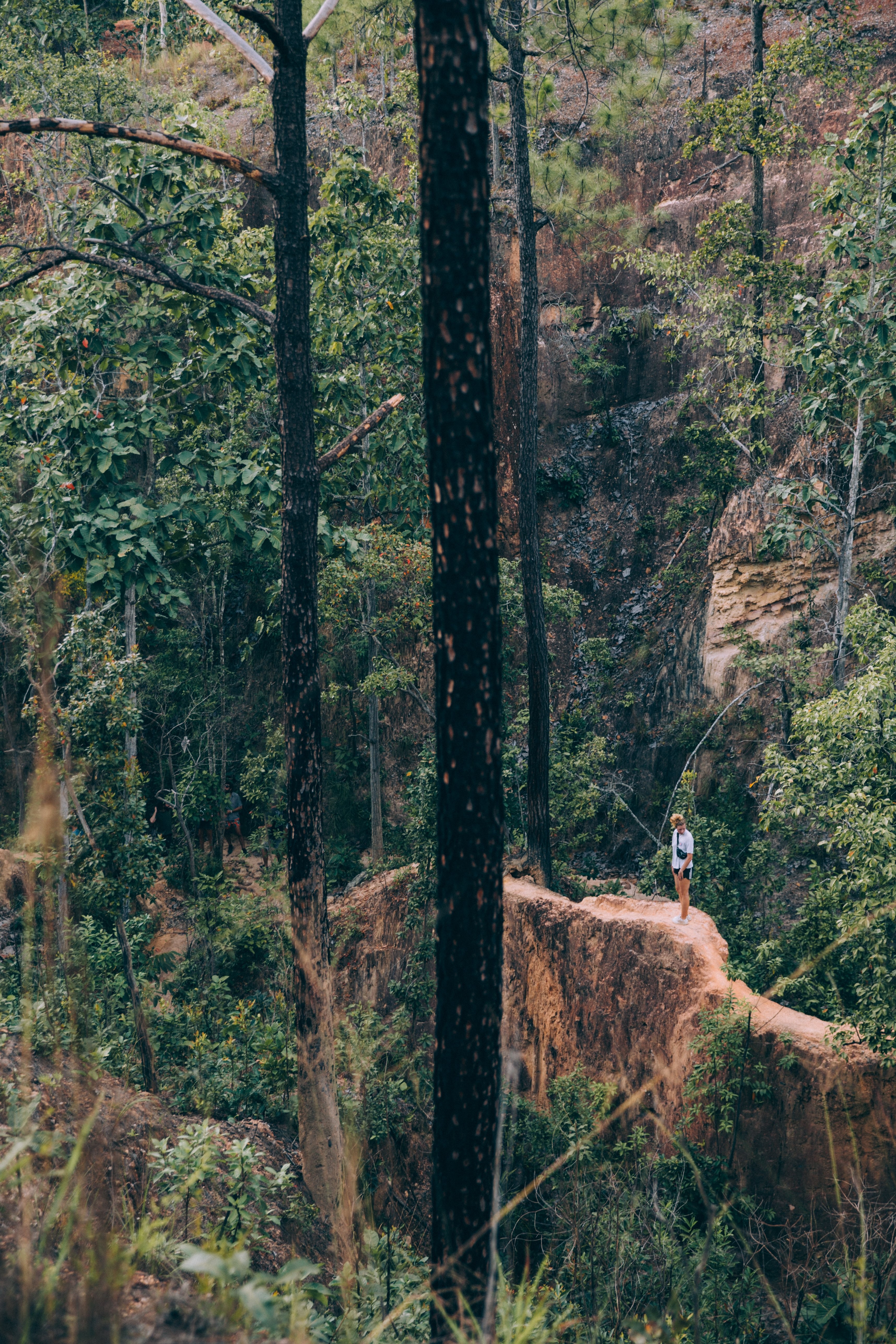 森の写真に立っている孤独なハイカー 