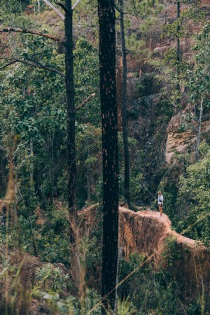 森の写真に立っている孤独なハイカー 