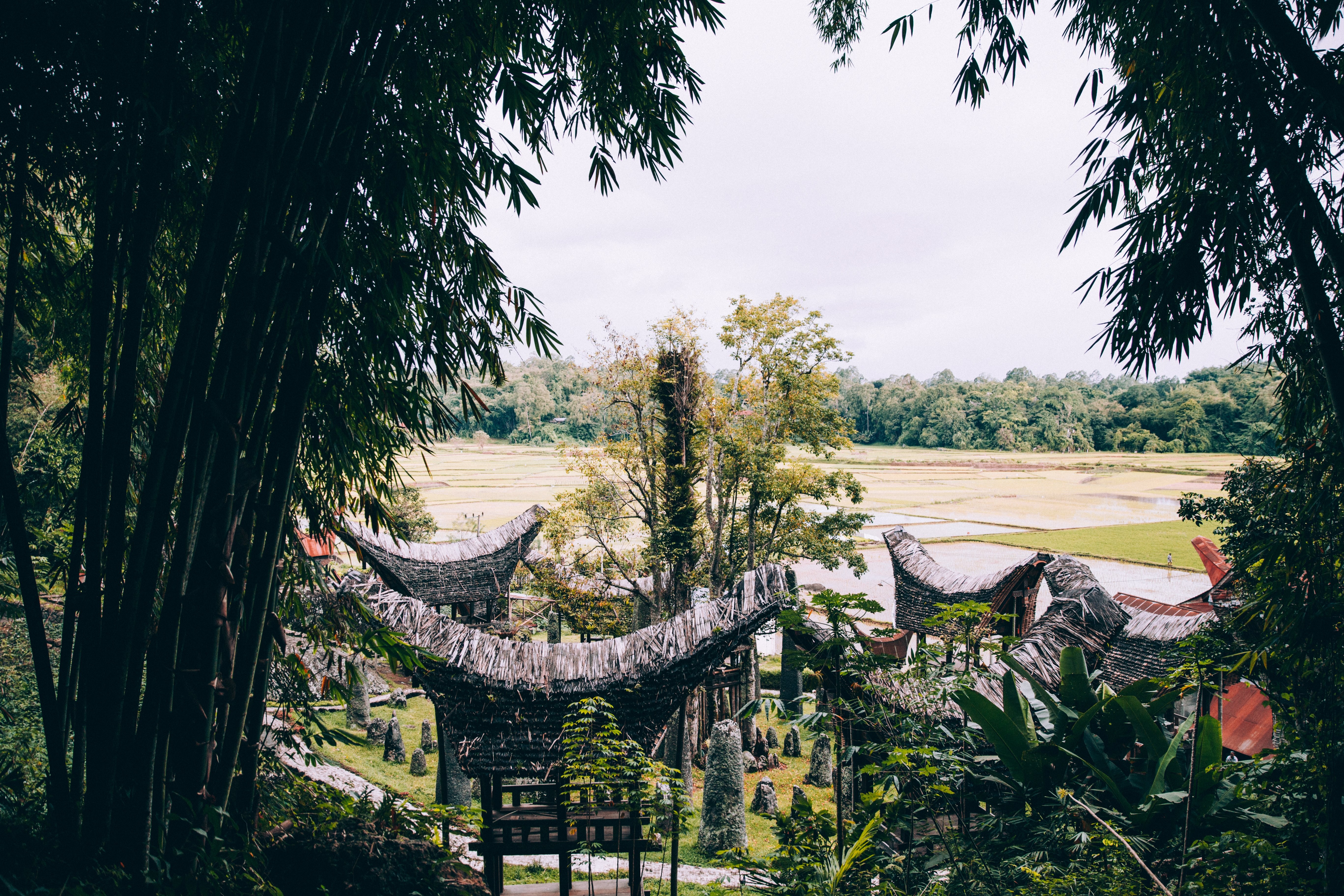 Uma imponente floresta de bambu com vista para o templo indonésio. 