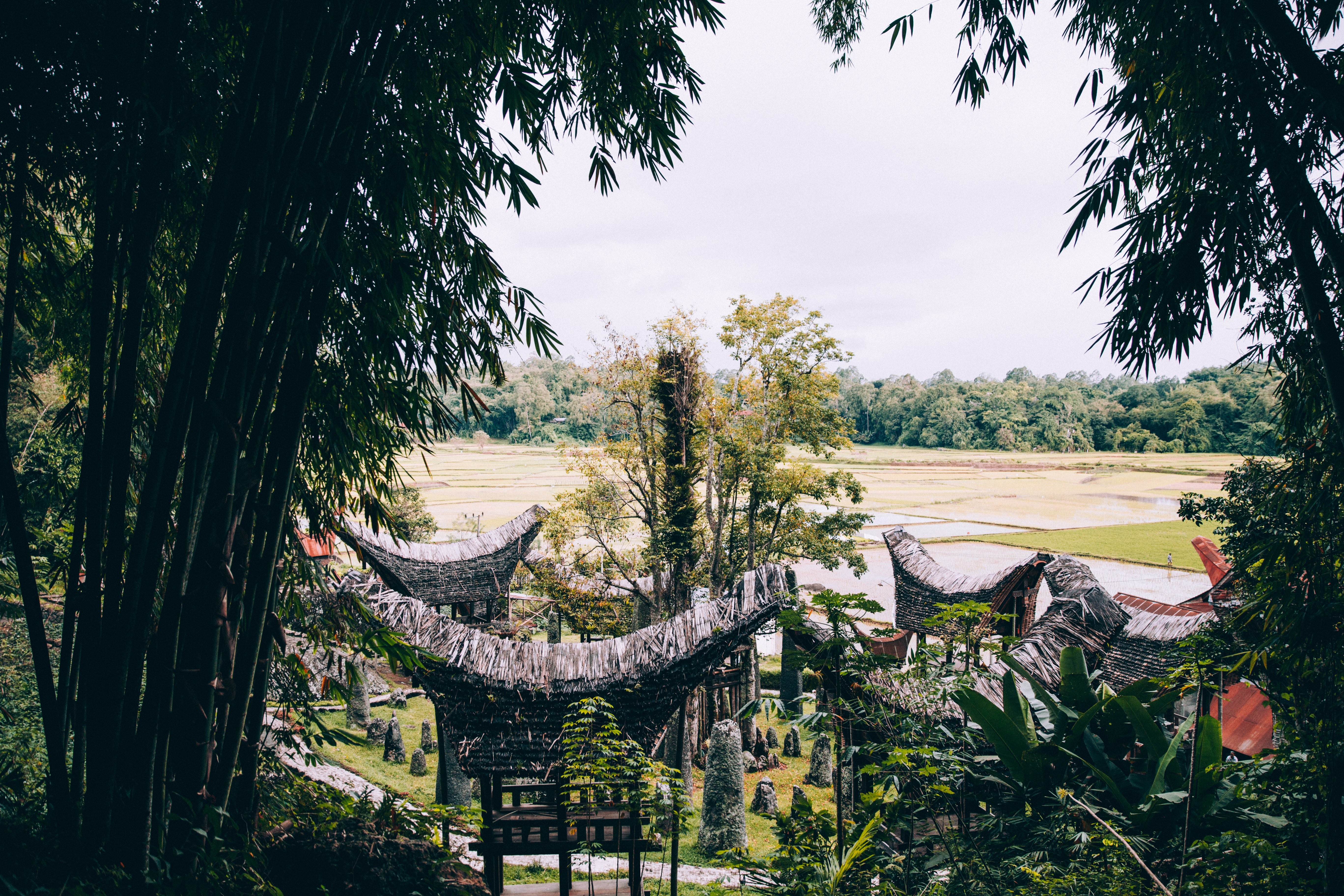 Una torreggiante foresta di bambù si affaccia sul tempio indonesiano Foto 