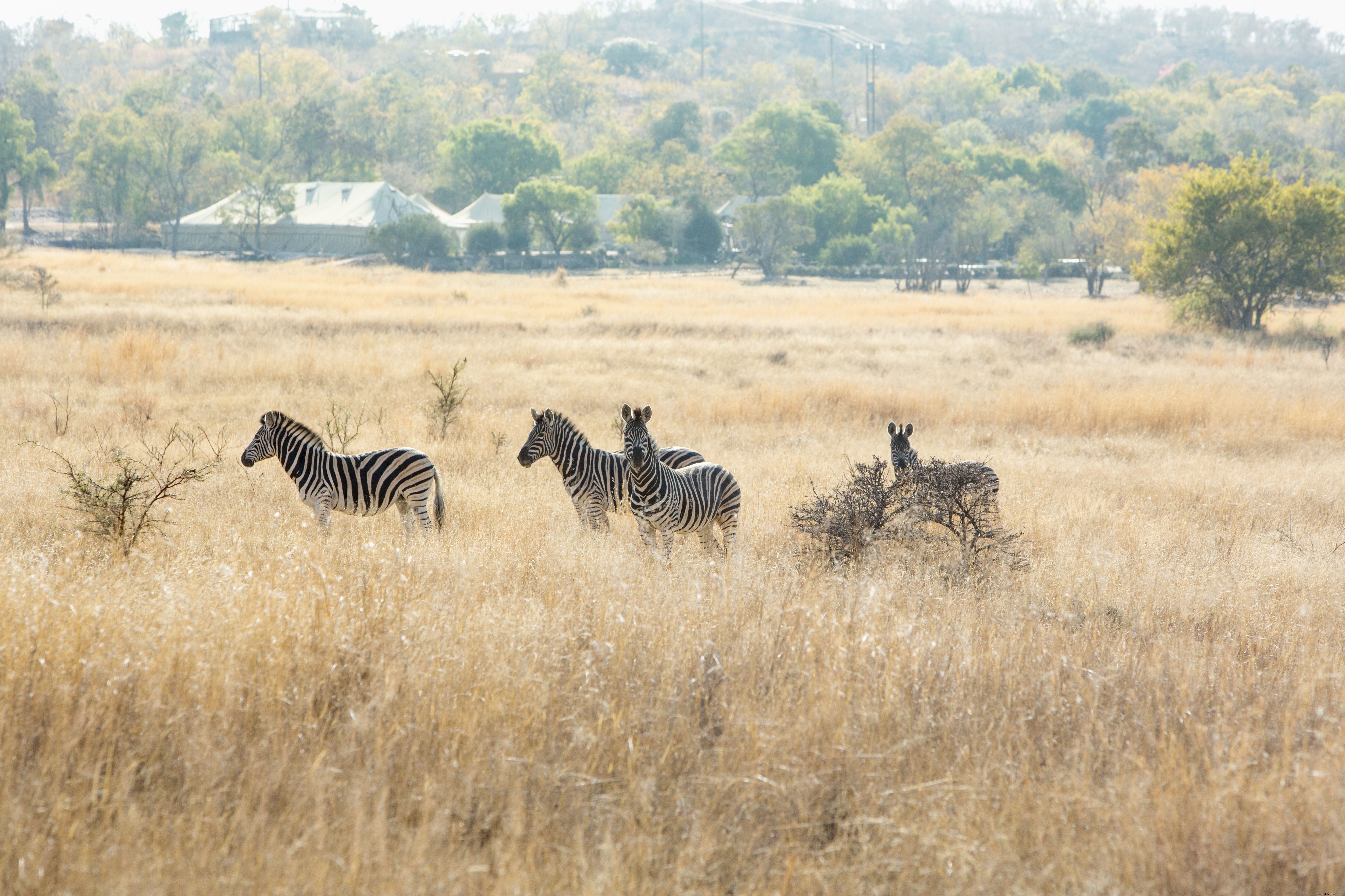 Cuatro cebras se paran en un campo de hierba marrón 