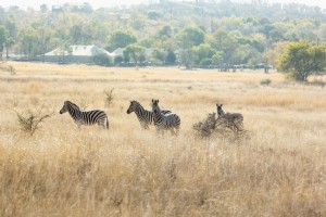Quatro zebras em pé em uma foto de campo gramado marrom 