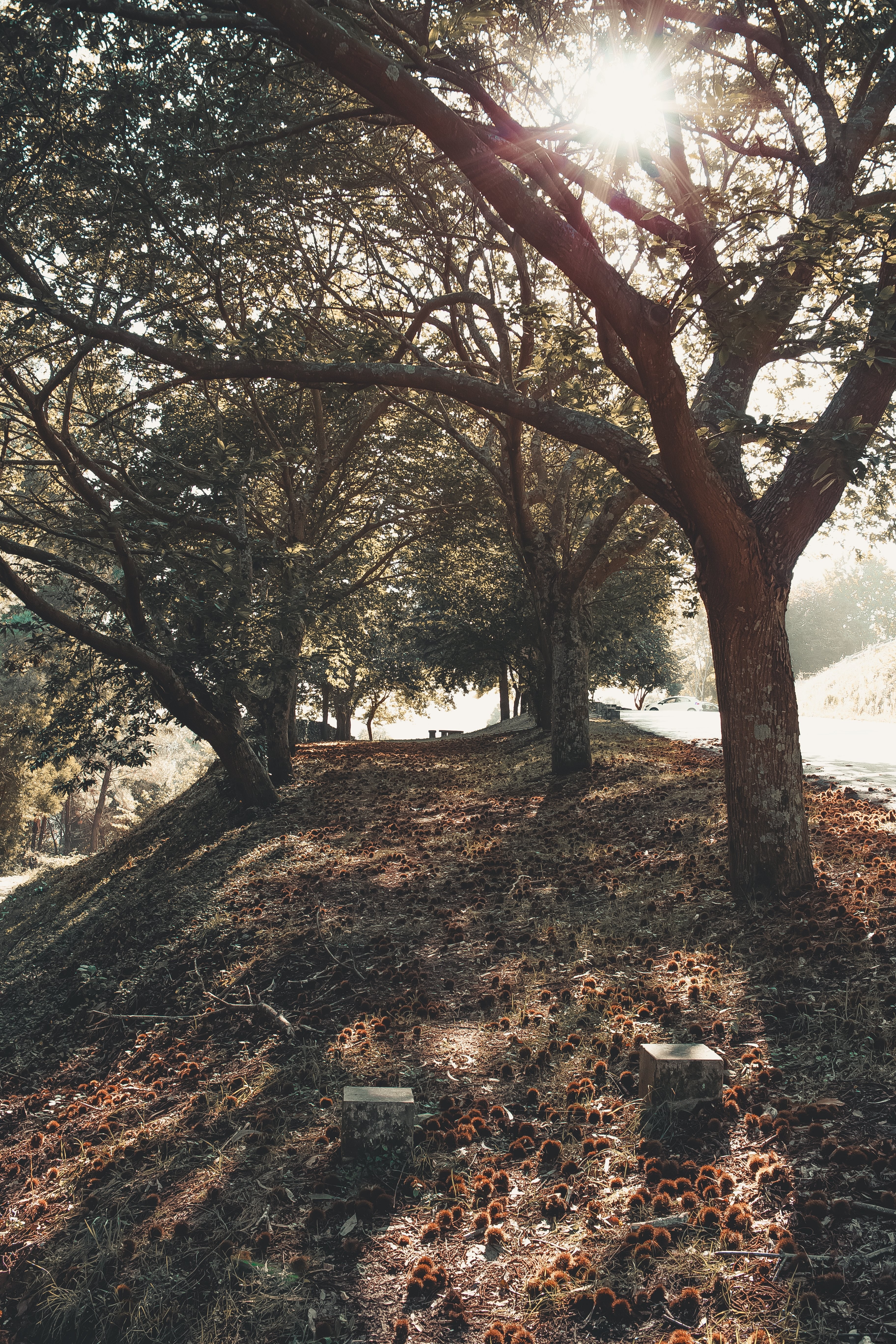 Arbres sur une photo au sommet d une colline herbeuse brune 