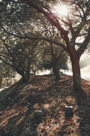 Árvores em uma foto de colina com grama marrom 
